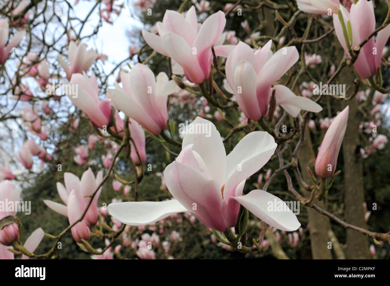 Rose pâle et blanc magnolia fleurs sur les arbres fleurissent au printemps, Sussex England Royaume-Uni. Banque D'Images