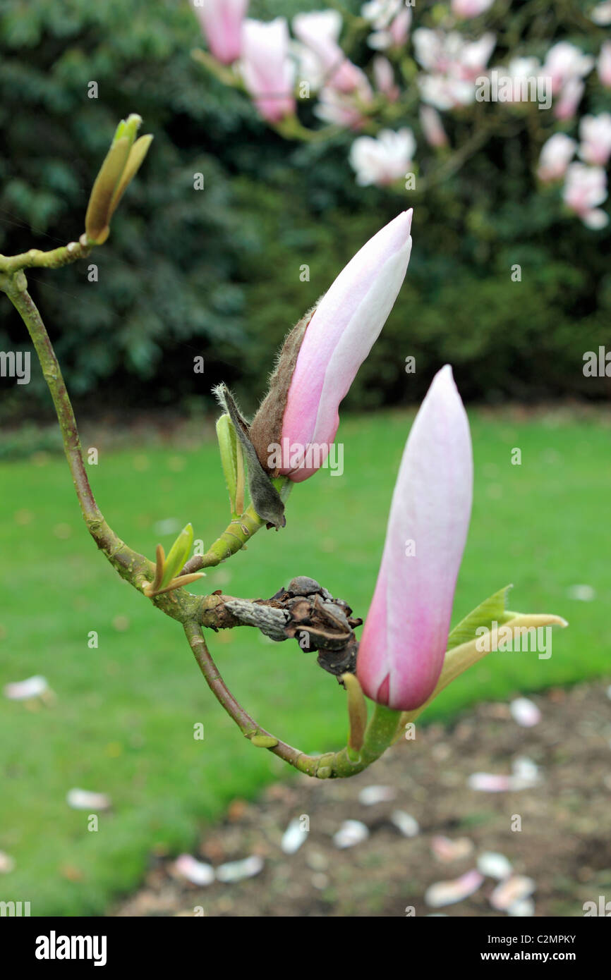 Rose pâle et blanc magnolia fleurs sur les arbres fleurissent au printemps, Sussex England Royaume-Uni. Banque D'Images