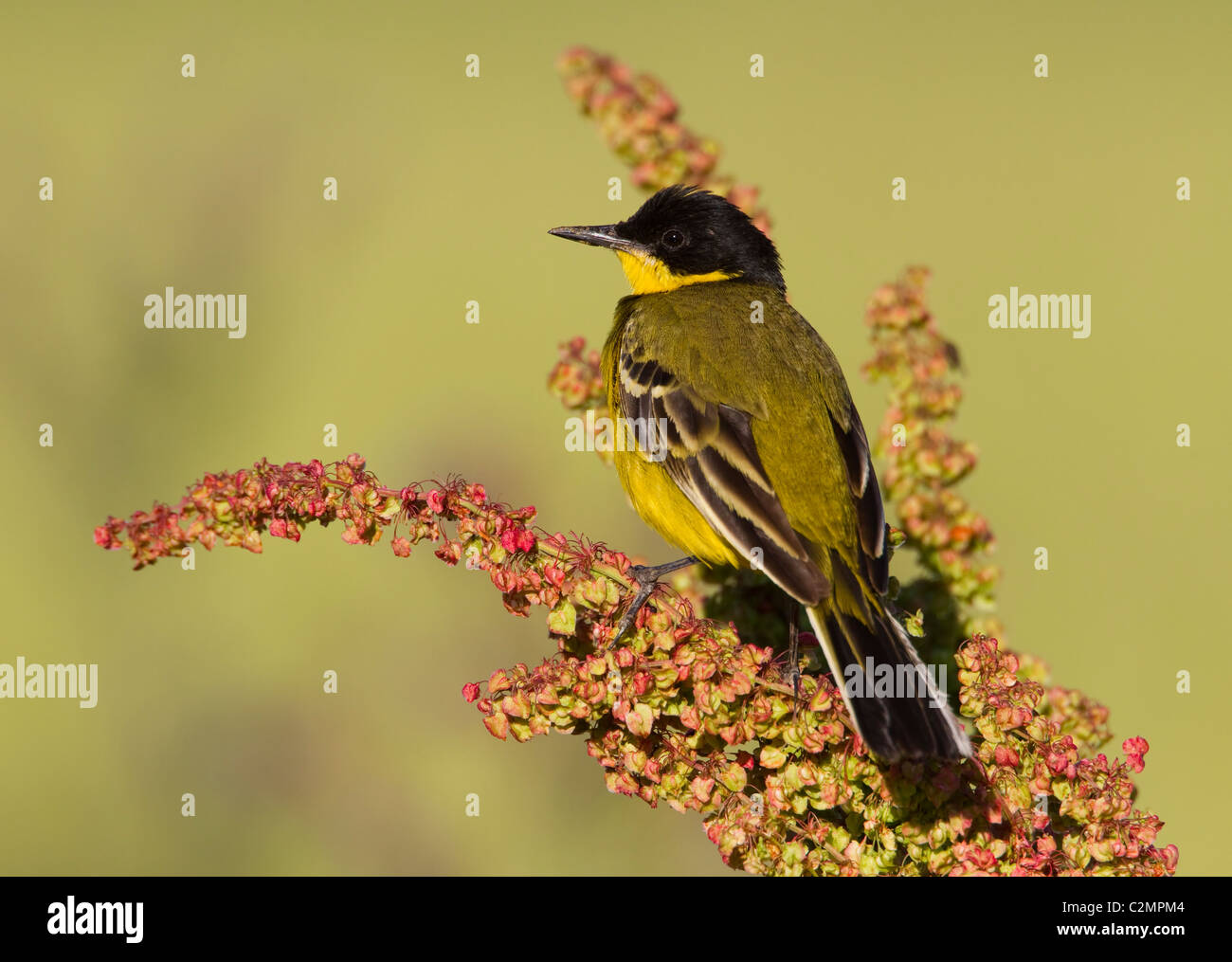 Bergeronnette printanière Motacilla flava noir feldegg fleur on Dock Banque D'Images