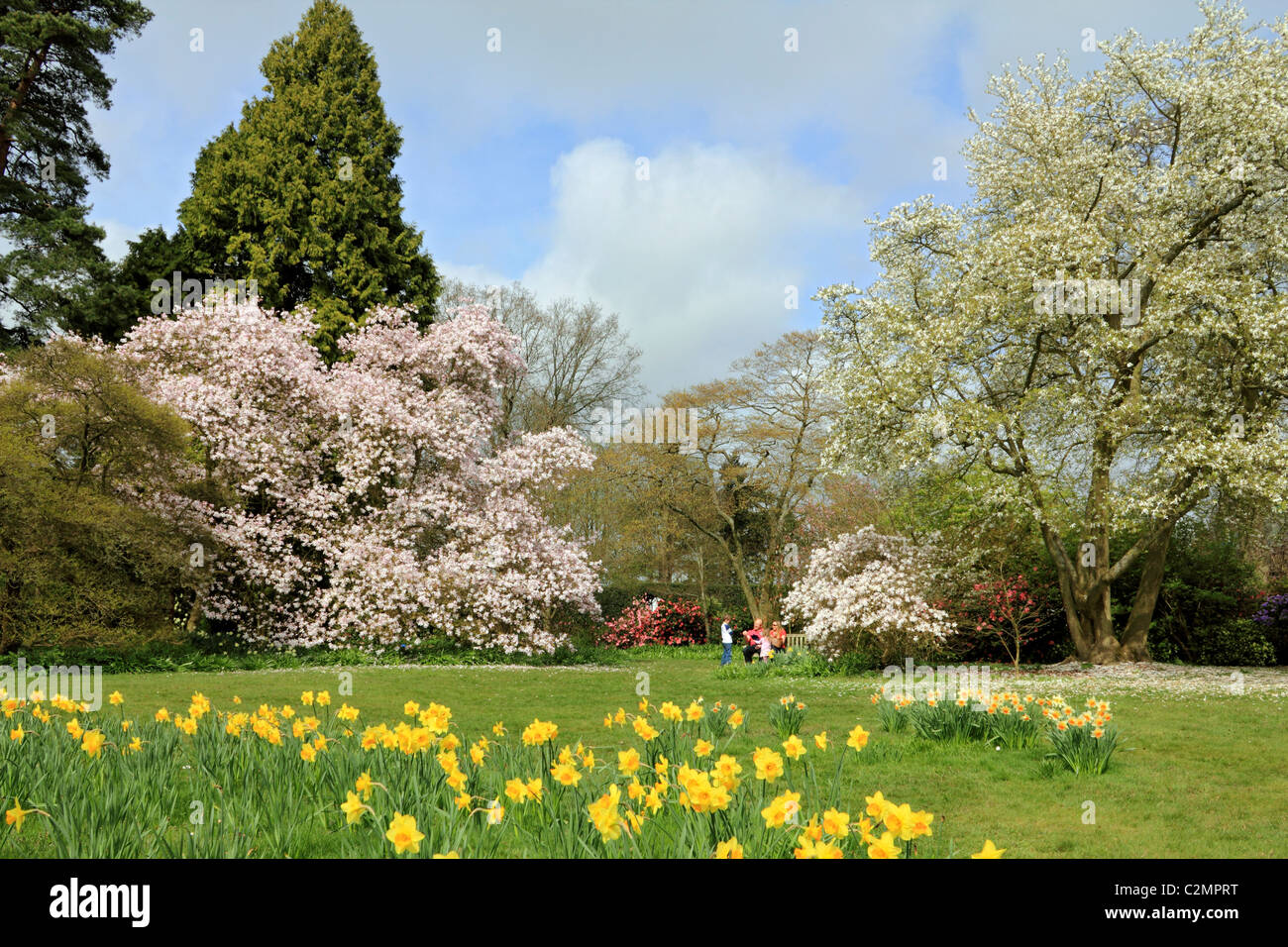 Les arbres et les jonquilles fleurissent au printemps dans la région de country garden Sussex England UK Banque D'Images