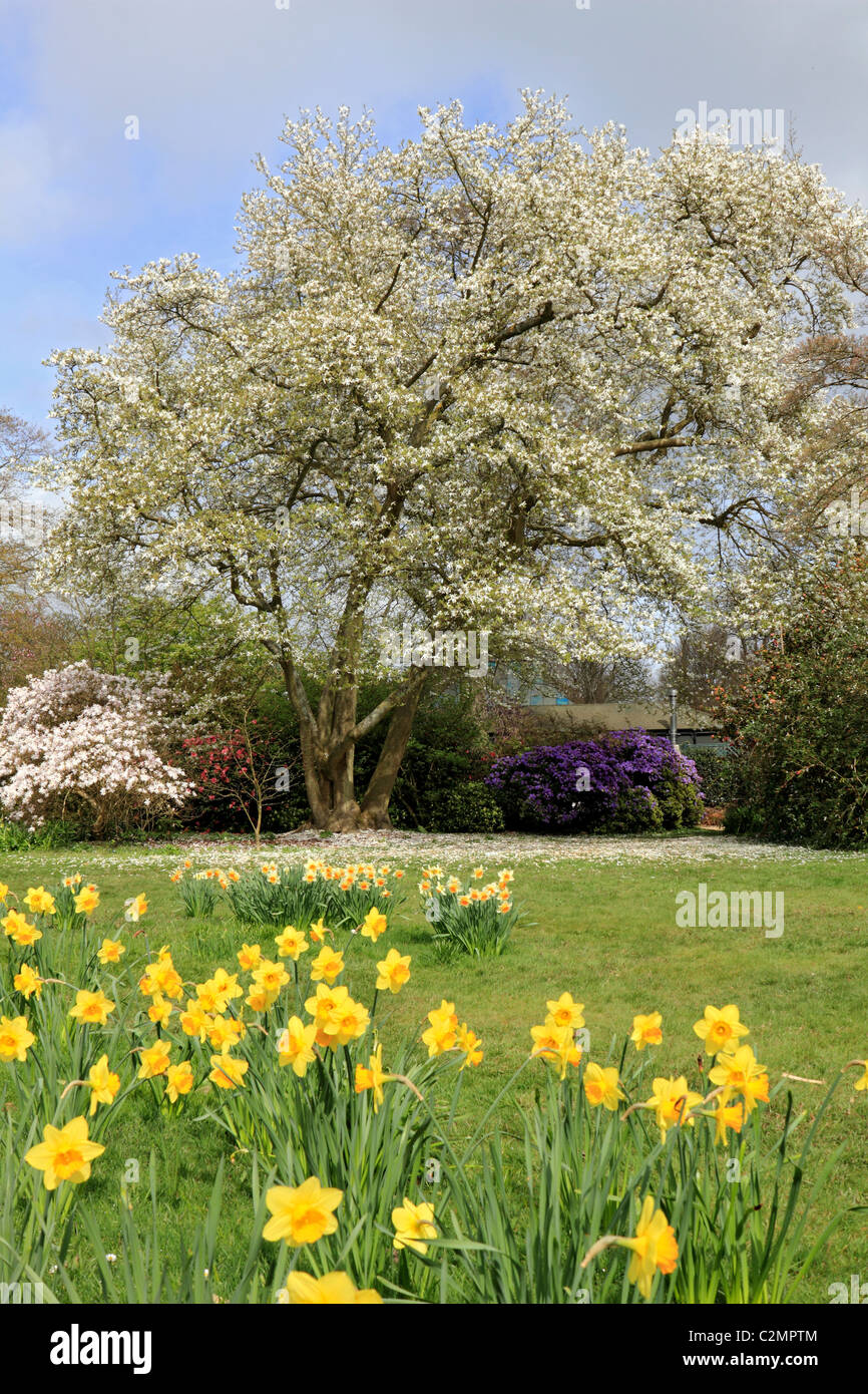 Les arbres et les jonquilles fleurissent au printemps dans la région de country garden Sussex England UK Banque D'Images
