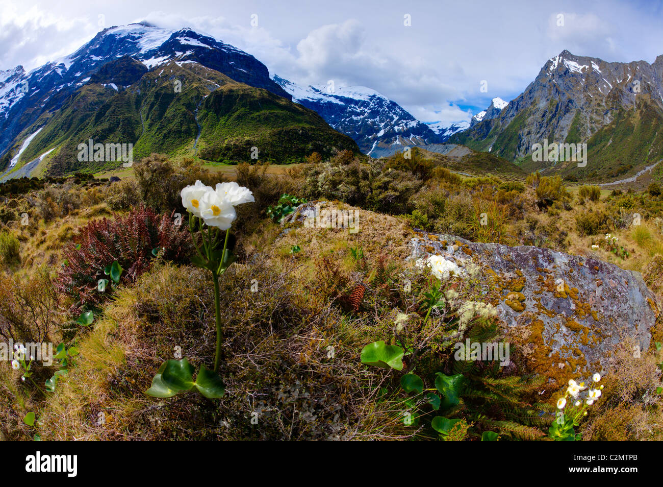 Lys de montagne en Nouvelle-Zélande Banque D'Images