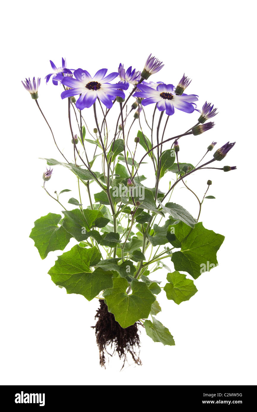 Pericallis hybrida senetti plant isolé sur fond blanc Banque D'Images