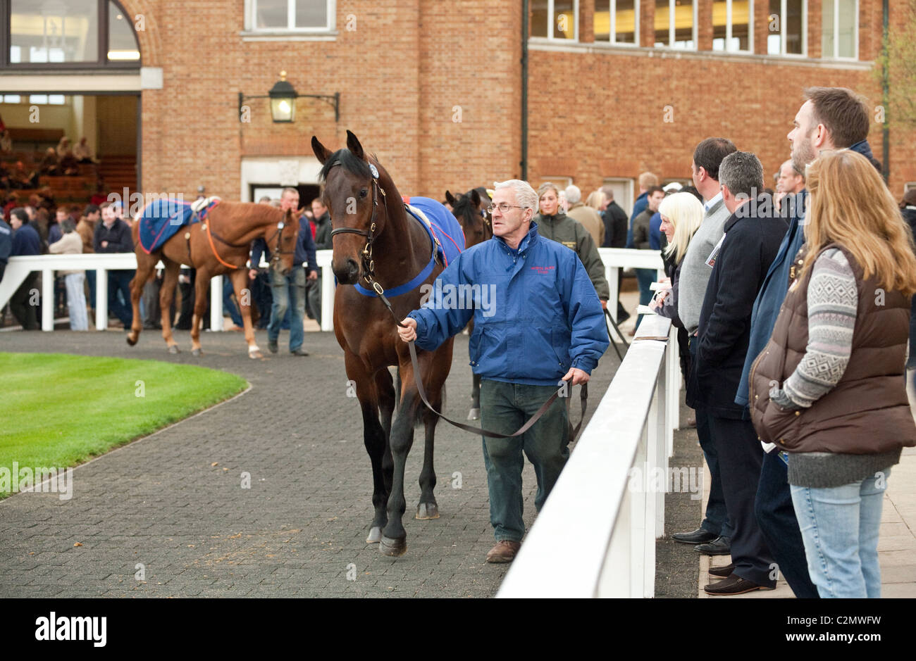 Un homme menant un cheval de 2ans dans la parade, anneau, vente de chevaux de Tattersalls Newmarket Suffolk, UK Banque D'Images