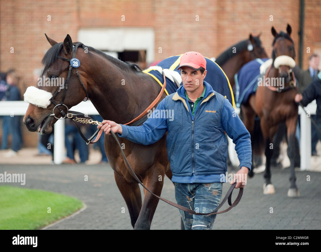 Un homme menant un cheval de 2ans dans la parade, anneau, vente de chevaux de Tattersalls Newmarket Suffolk, UK Banque D'Images