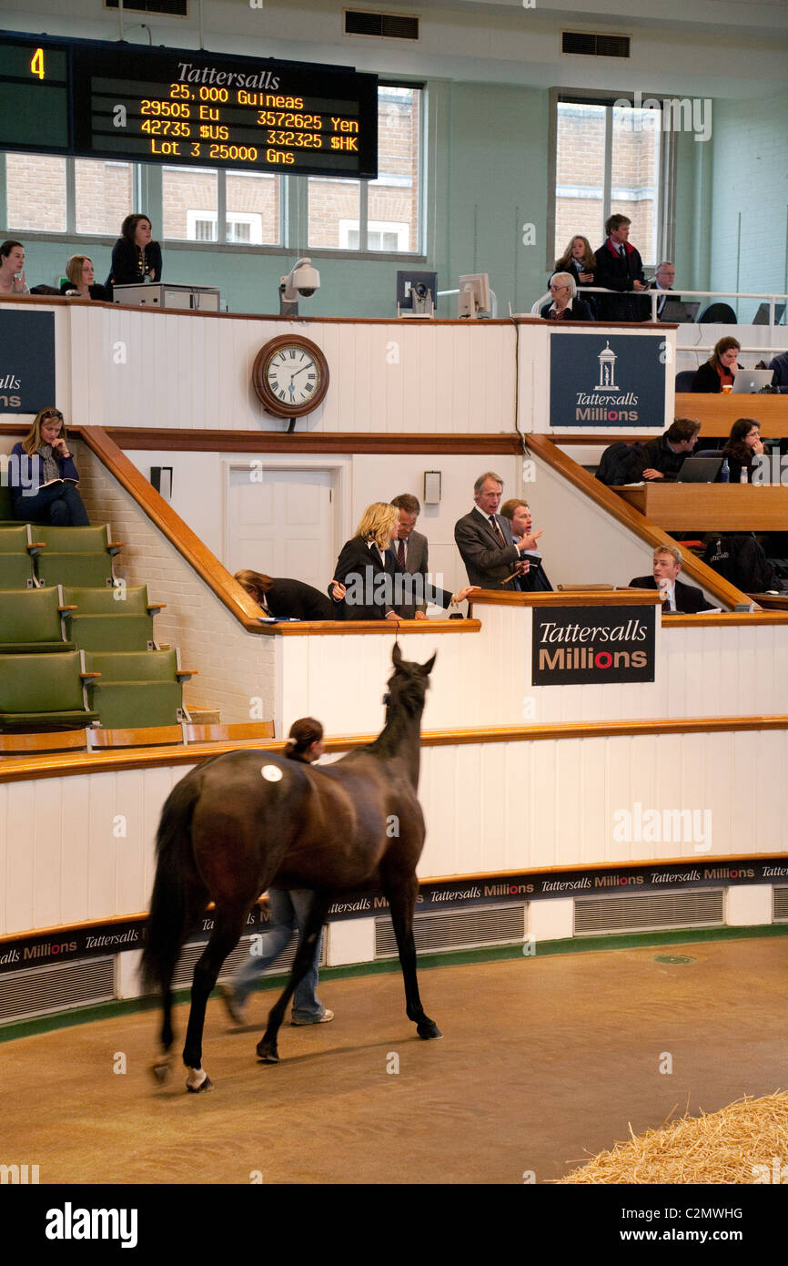 Une vente aux enchères de chevaux de 2 ans de ventes de chevaux, Tattersalls Newmarket Suffolk UK Banque D'Images