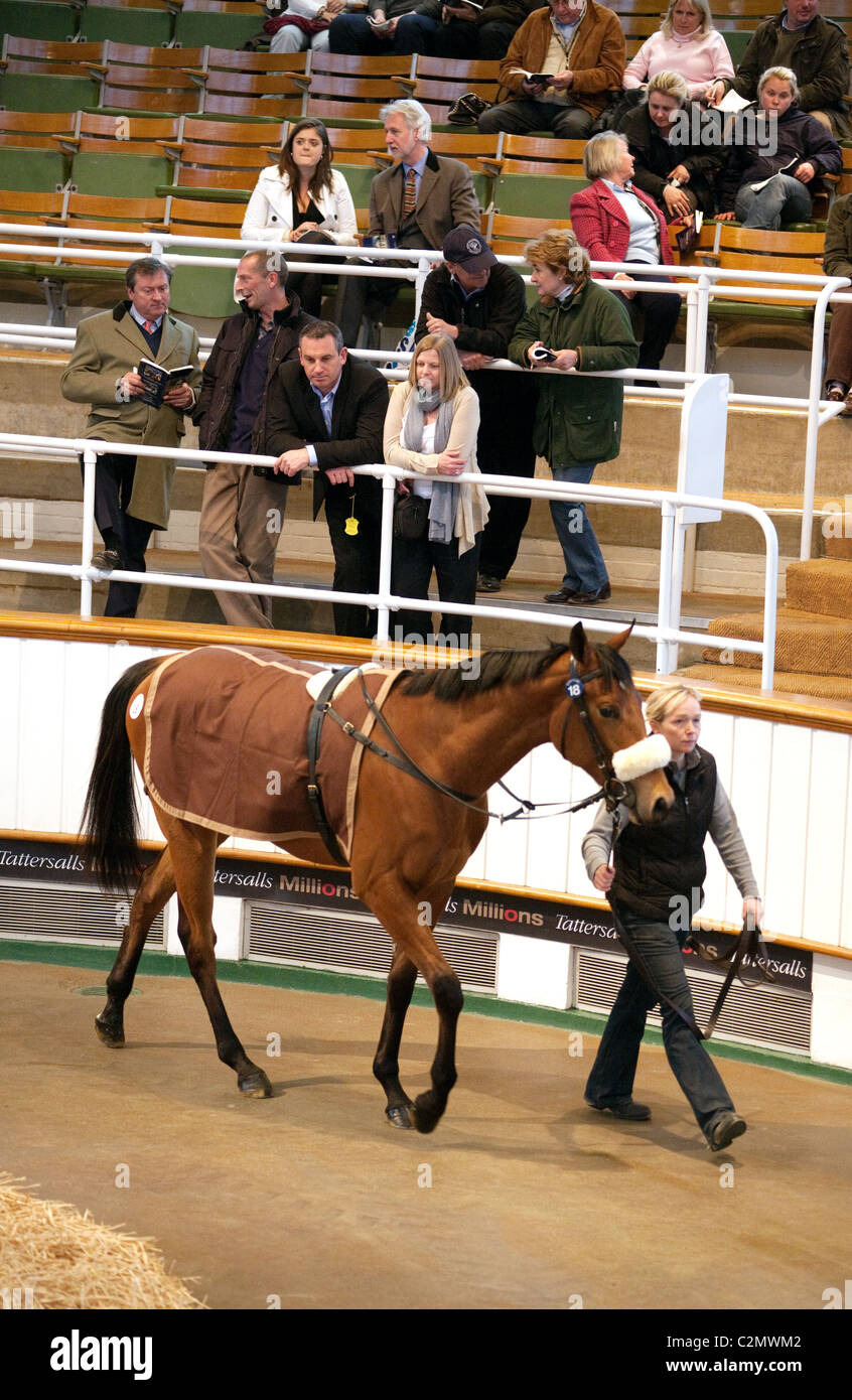 Chevaux de 2 ans dans les ventes anneau pour vente à l'encan de chevaux de Tattersalls, Newmarket Suffolk UK Banque D'Images