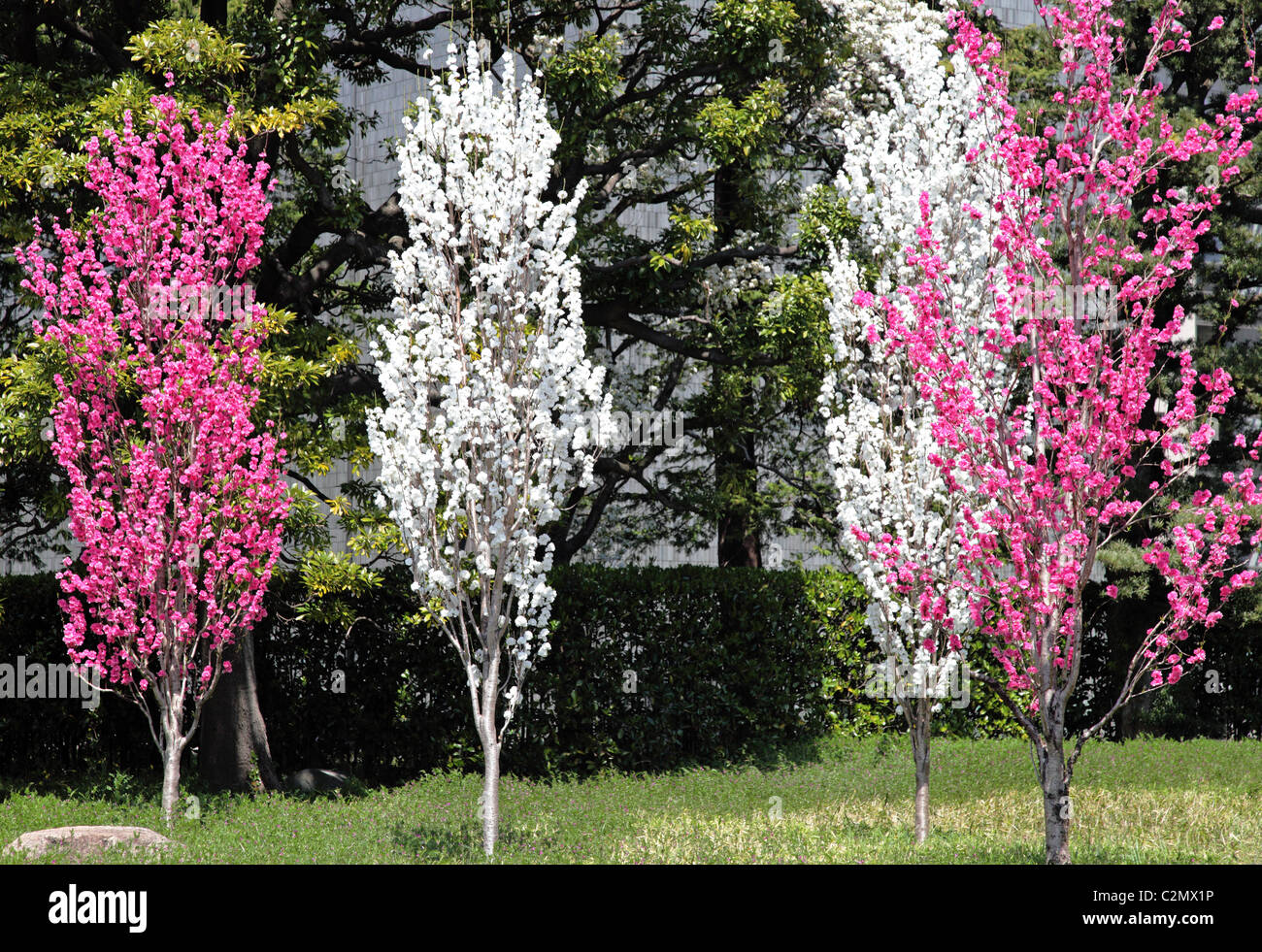 Arbres Prunus en fleurs Japon Tokyo Banque D'Images