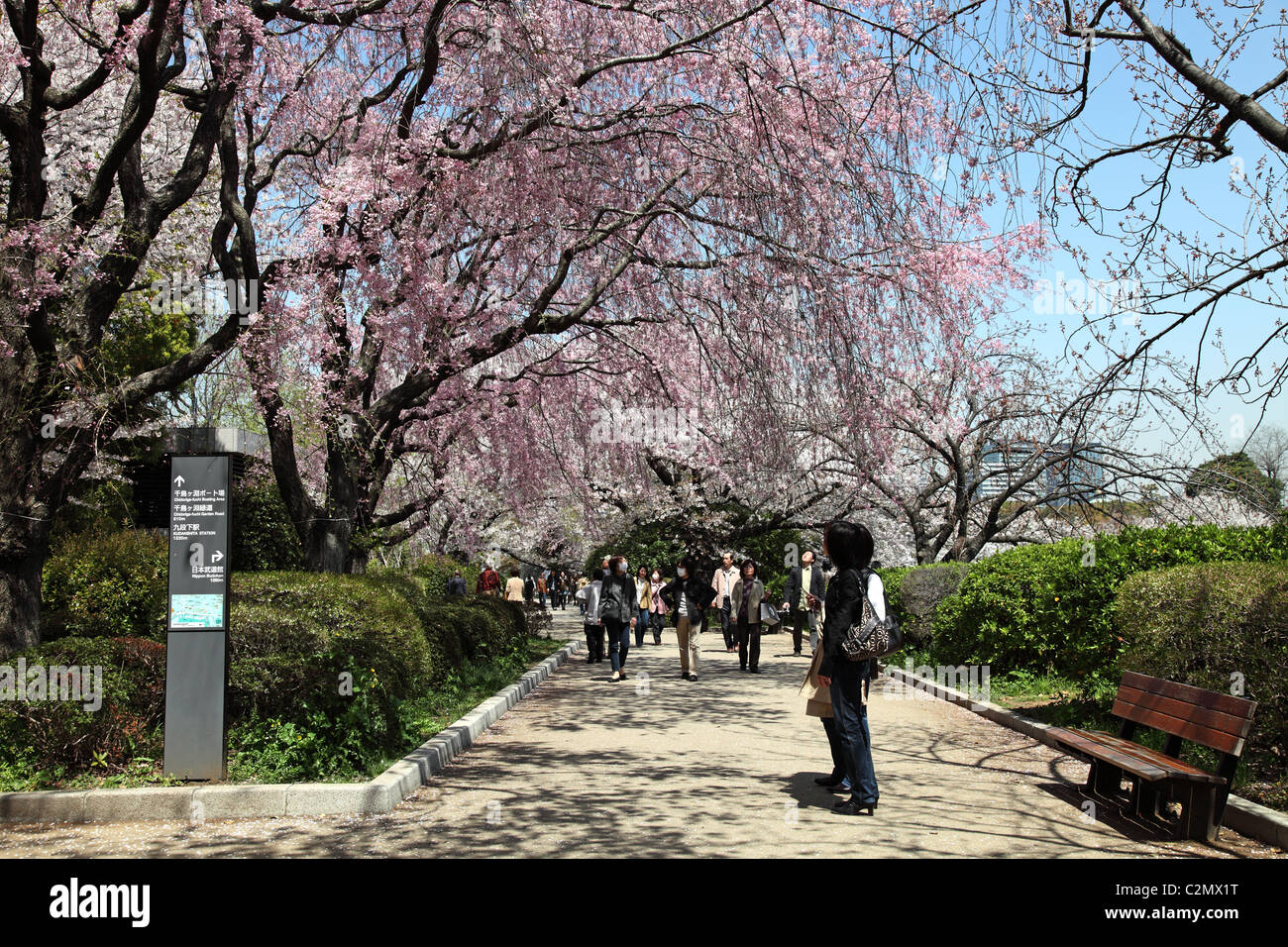 Les gens d'admirer les fleurs de cerisier du Japon Tokyo Banque D'Images