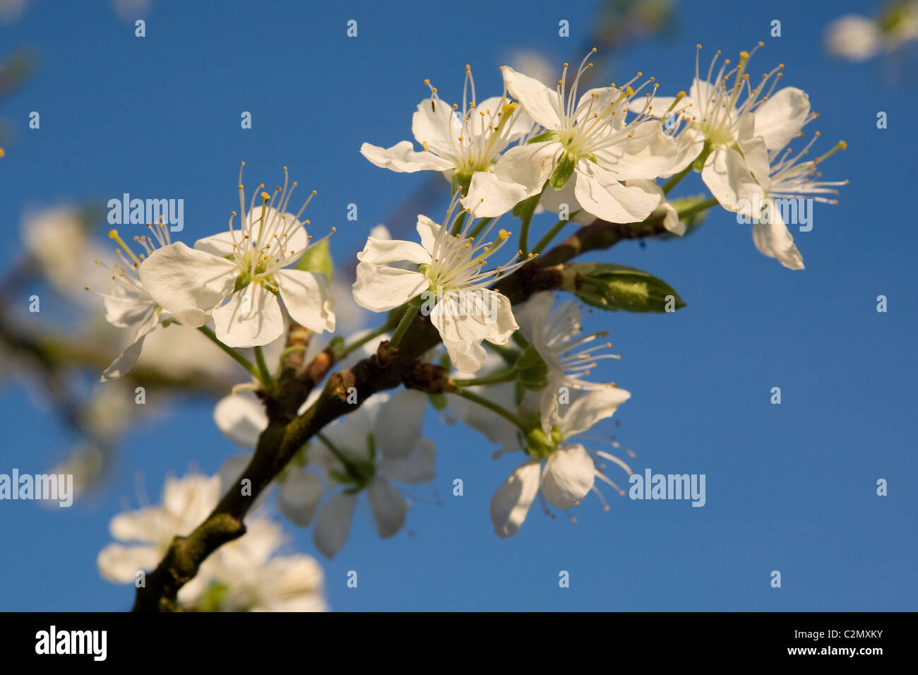 Victoria Prunier, Prunus Domestica Banque D'Images