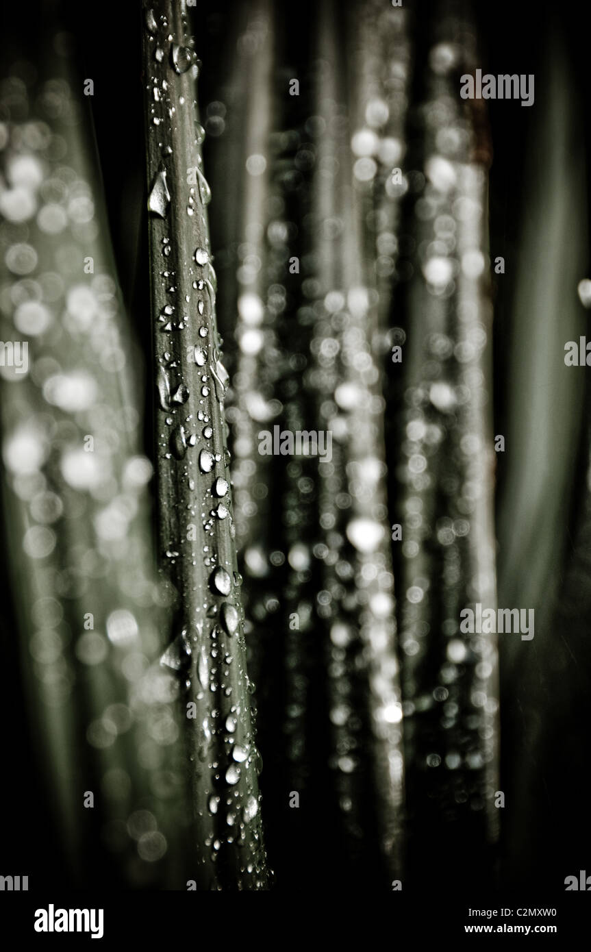 Heavy rosée du matin sur le yucca, semblables à des gouttes de pluie Banque D'Images