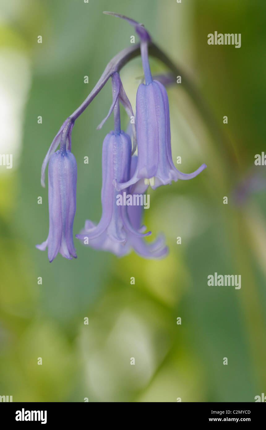 Bluebell Hyacinthoides non-scripta Banque D'Images