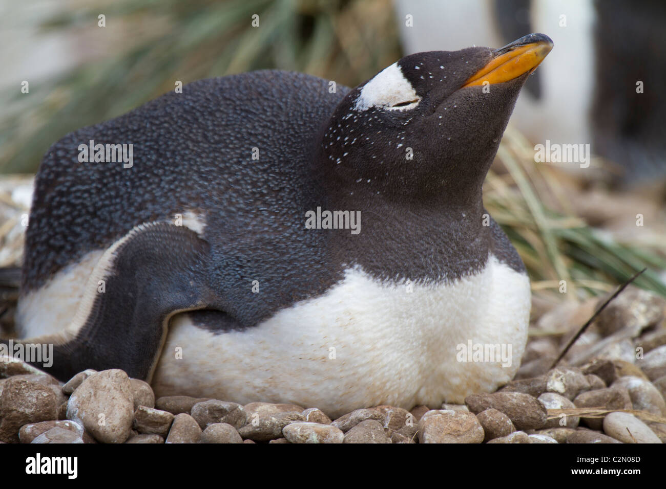 Gentoo pingouin de nidification, Steeple Jason Island, West Falkland Banque D'Images