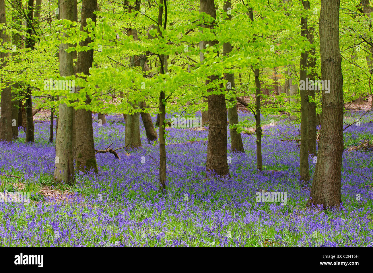 Bluebells dans une forêt de hêtres au printemps, Hertfordshire, Angleterre Banque D'Images
