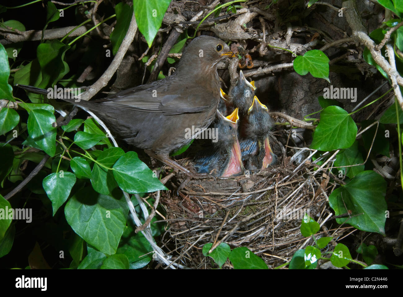Blackbird femelle (Turdus merula) nourrir les insectes aux oisillons Banque D'Images