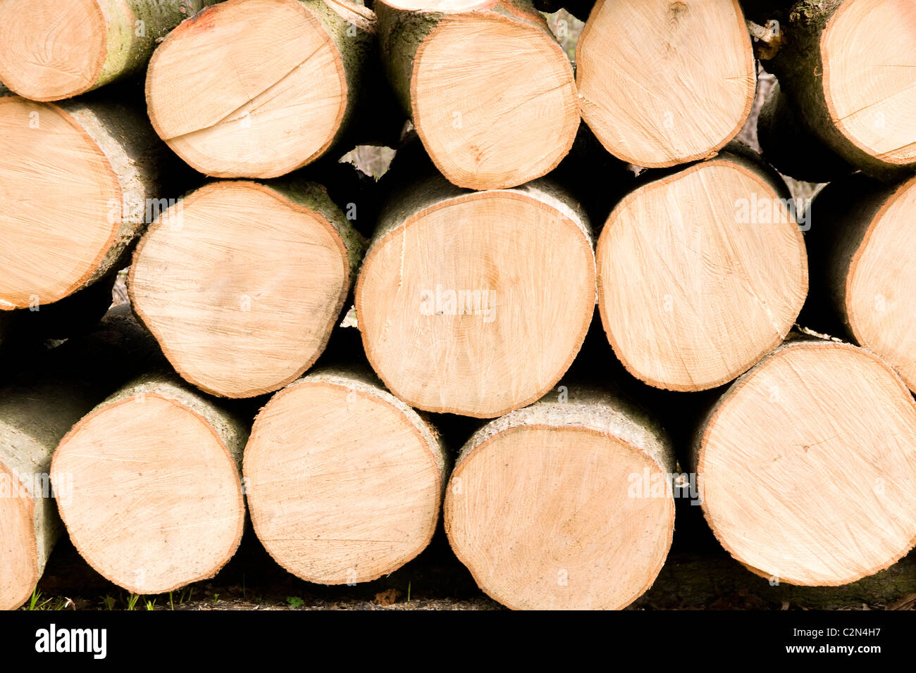 Granulés de bois entassés dans la forêt Banque D'Images