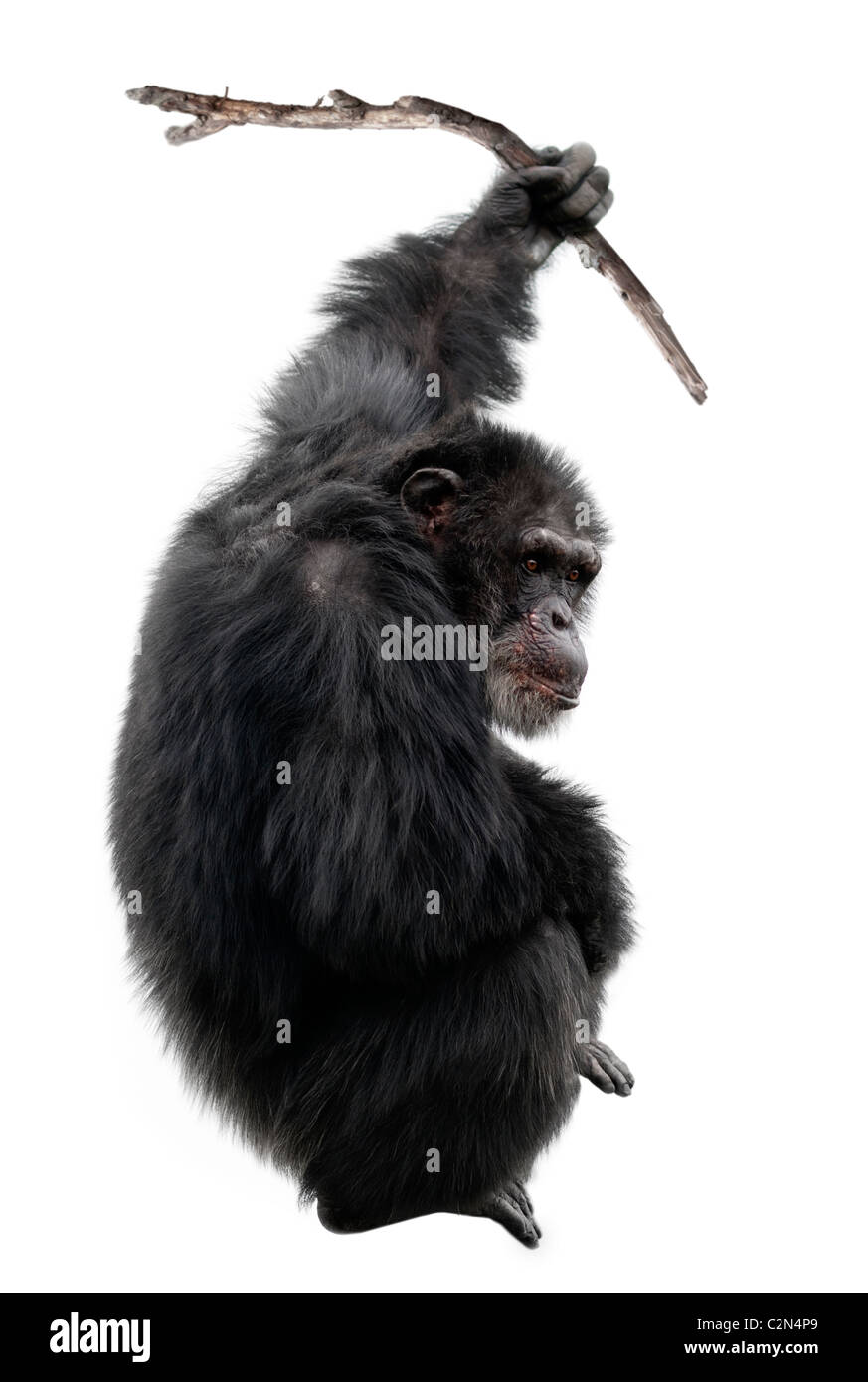 Pan troglodytes chimpanzé avec stick tool Banque D'Images