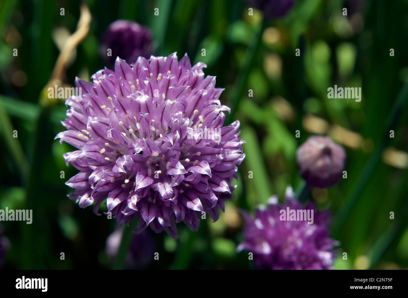 Gros plan de fleurs de ciboulette Banque D'Images