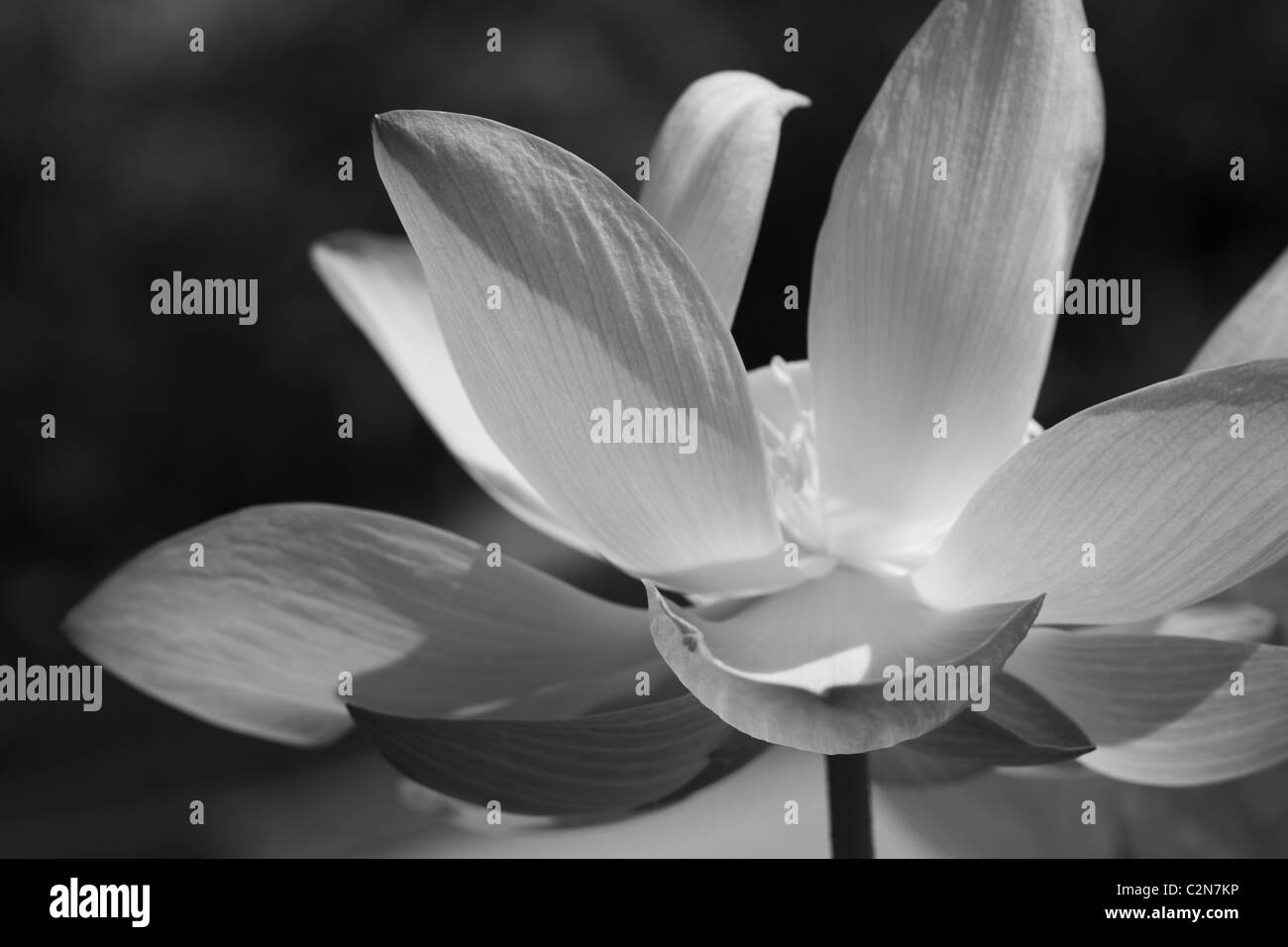 Nénuphar blanc Banque D'Images