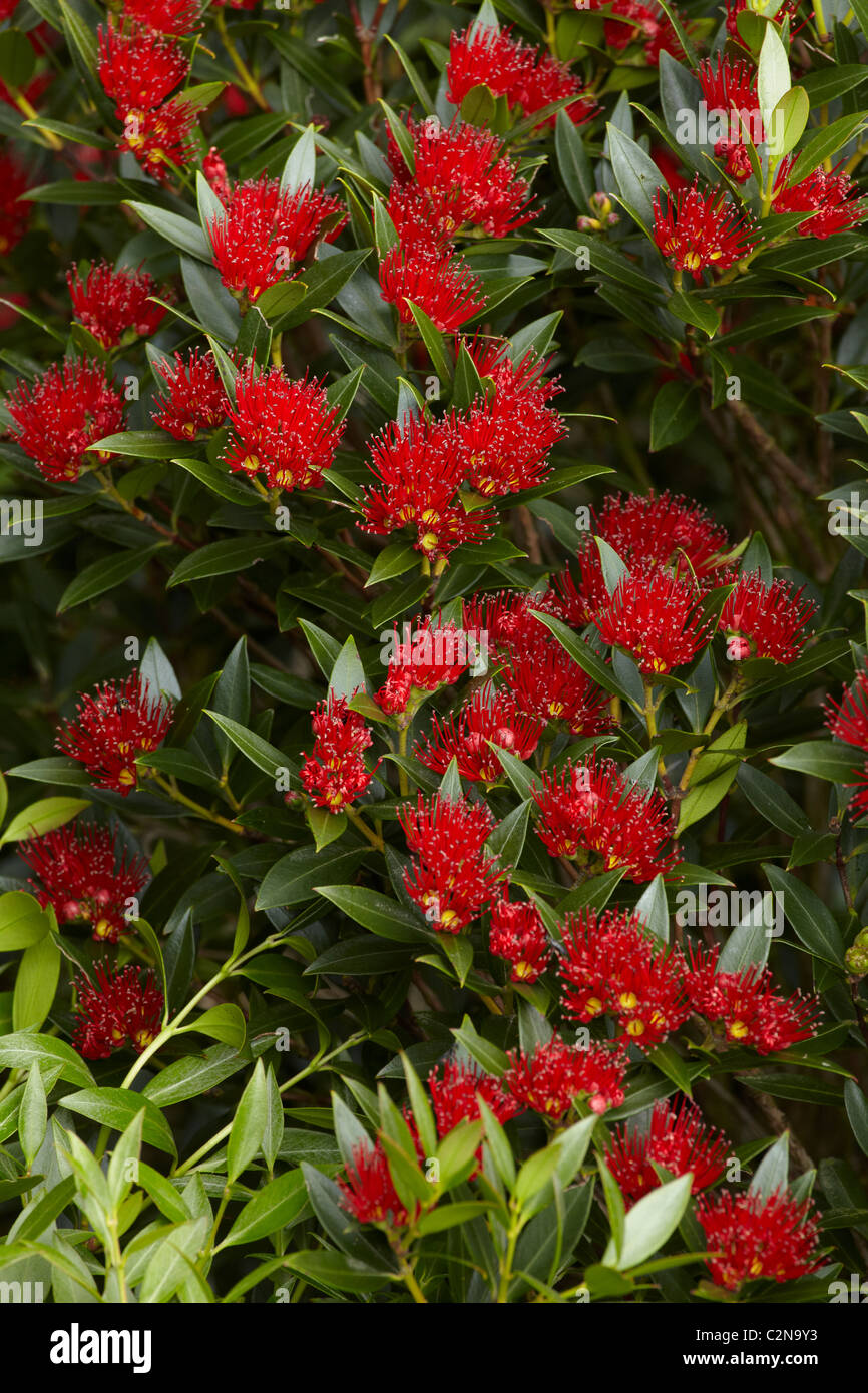 Arbre en fleurs - au prorata (Metrosideros umbellata), Dunedin, île du Sud, Nouvelle-Zélande Banque D'Images