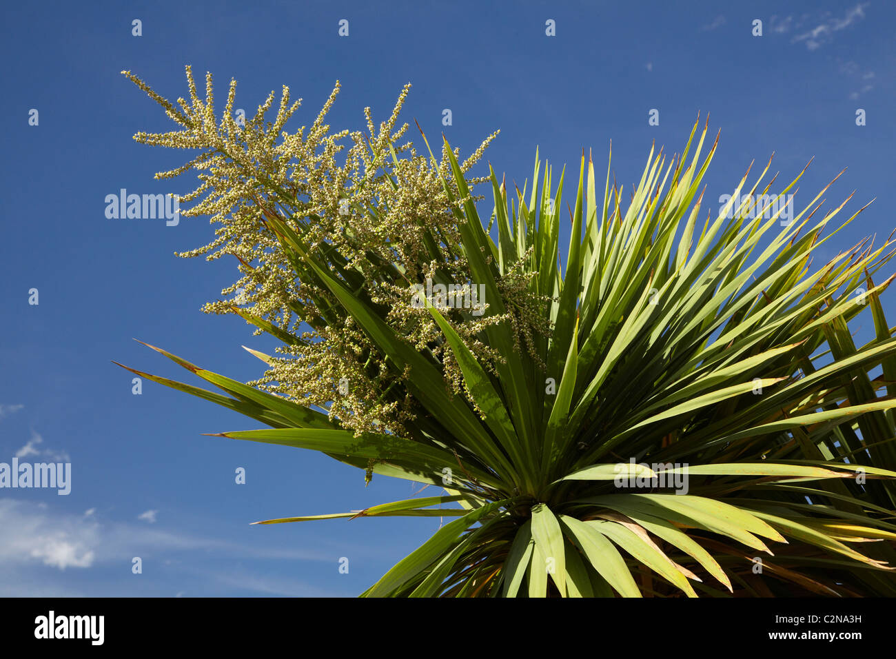 Arbre dans la fleur du chou (Cordyline australis), Central Otago, île du Sud, Nouvelle-Zélande Banque D'Images