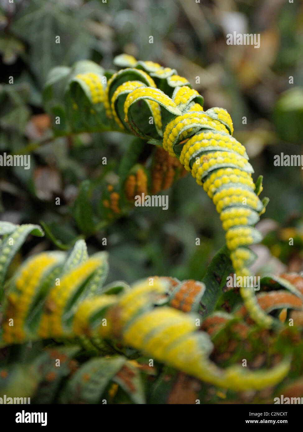 , Polypode Polypodium vulgare Banque D'Images