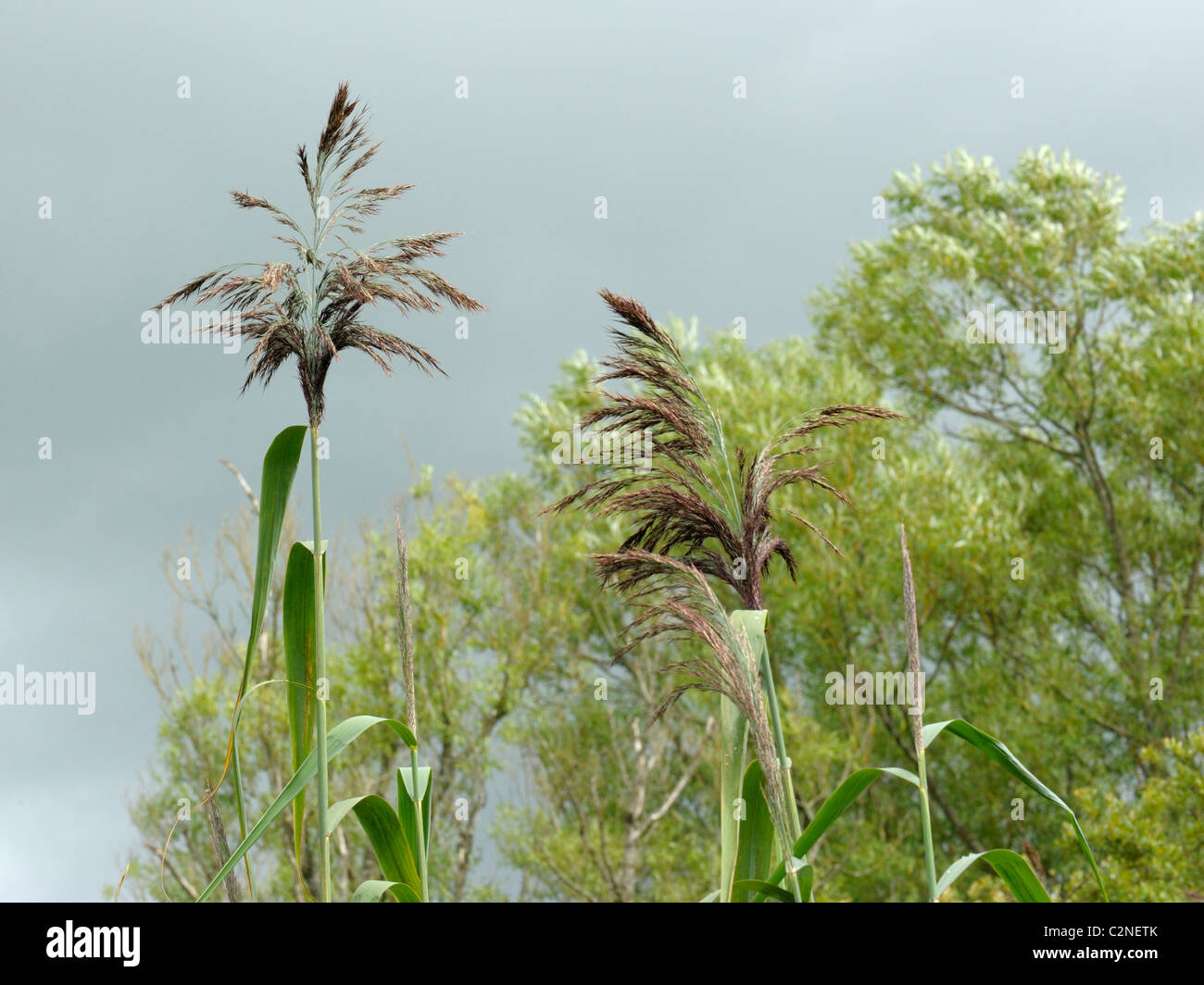 Le roseau commun (phragmites australis), Banque D'Images