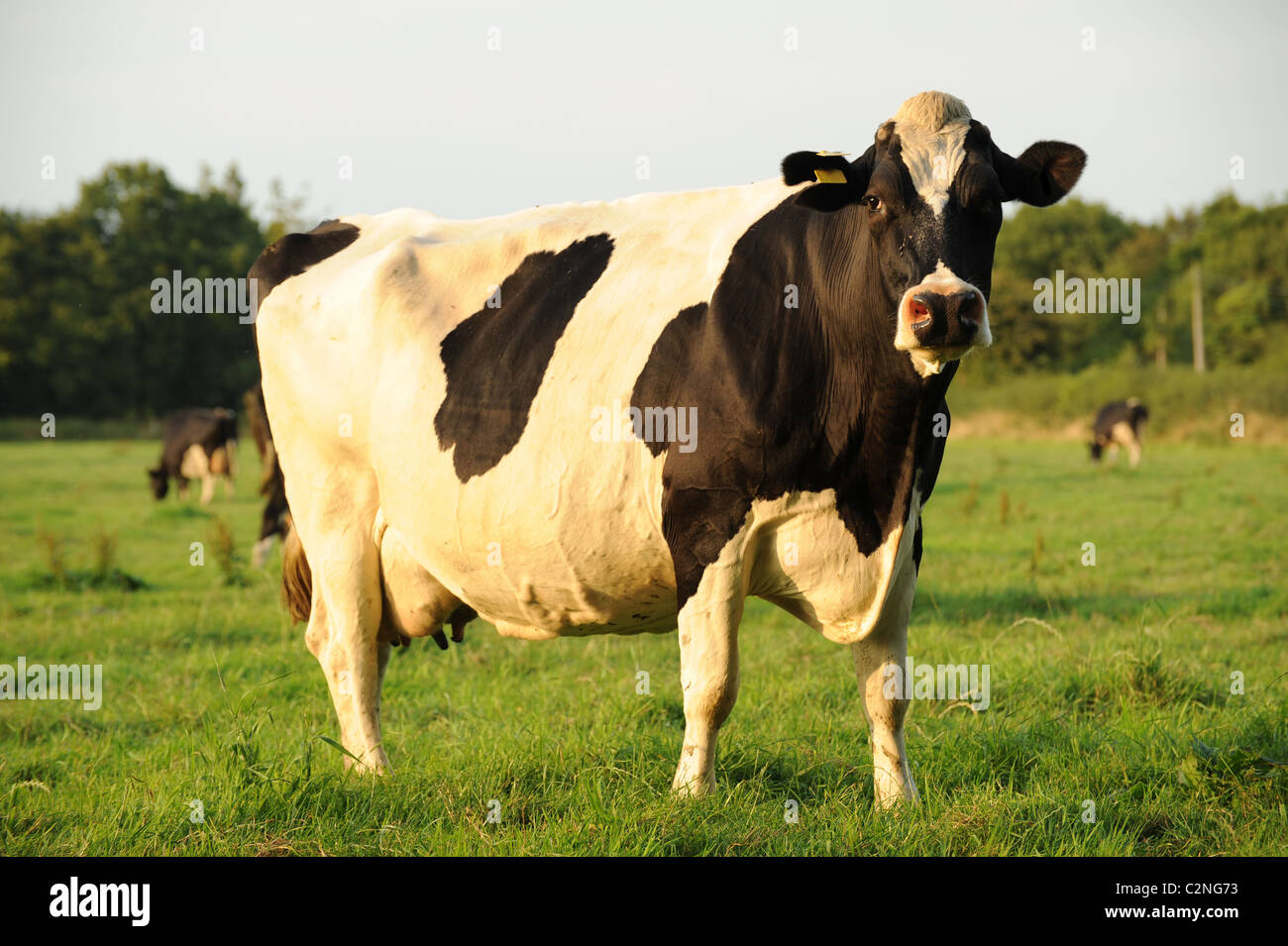 Vache laitière frison dans le champ Banque D'Images