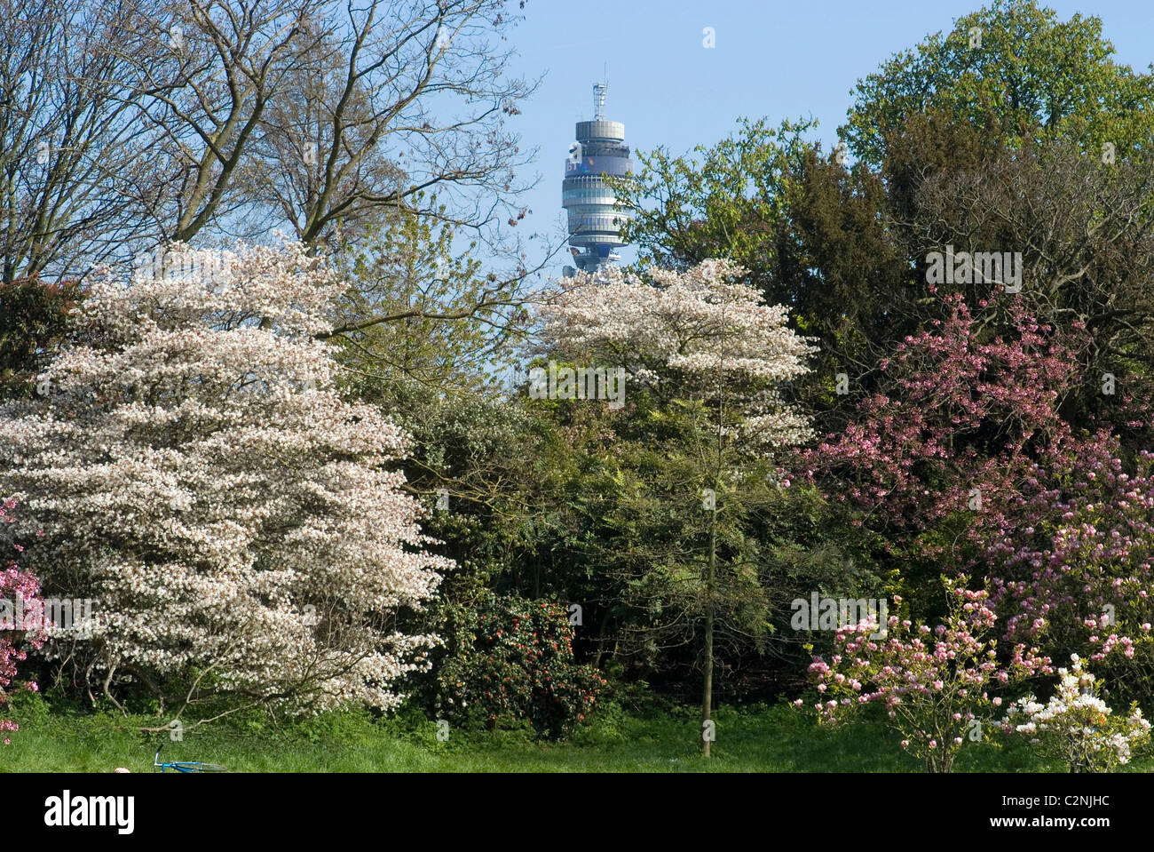 Les arbres à floraison de printemps avec BT Tower en arrière-plan, Regent's Park, London, NW1, Angleterre Banque D'Images