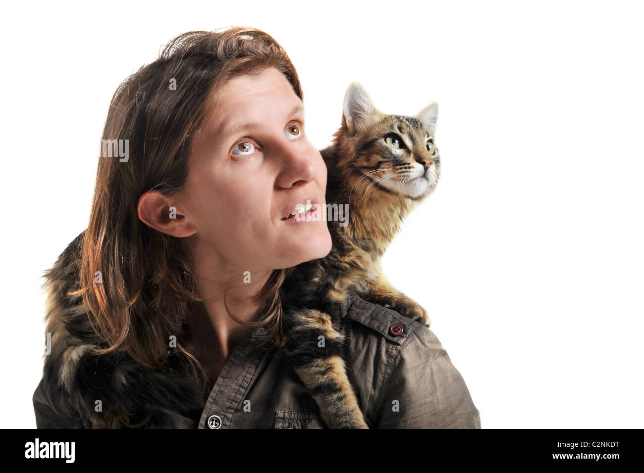 Portrait d'une femme de race chat norvégien et sur un fond blanc Banque D'Images Portrait d'une femme de race chat norvégien et sur un fond blanc Banque D'Images