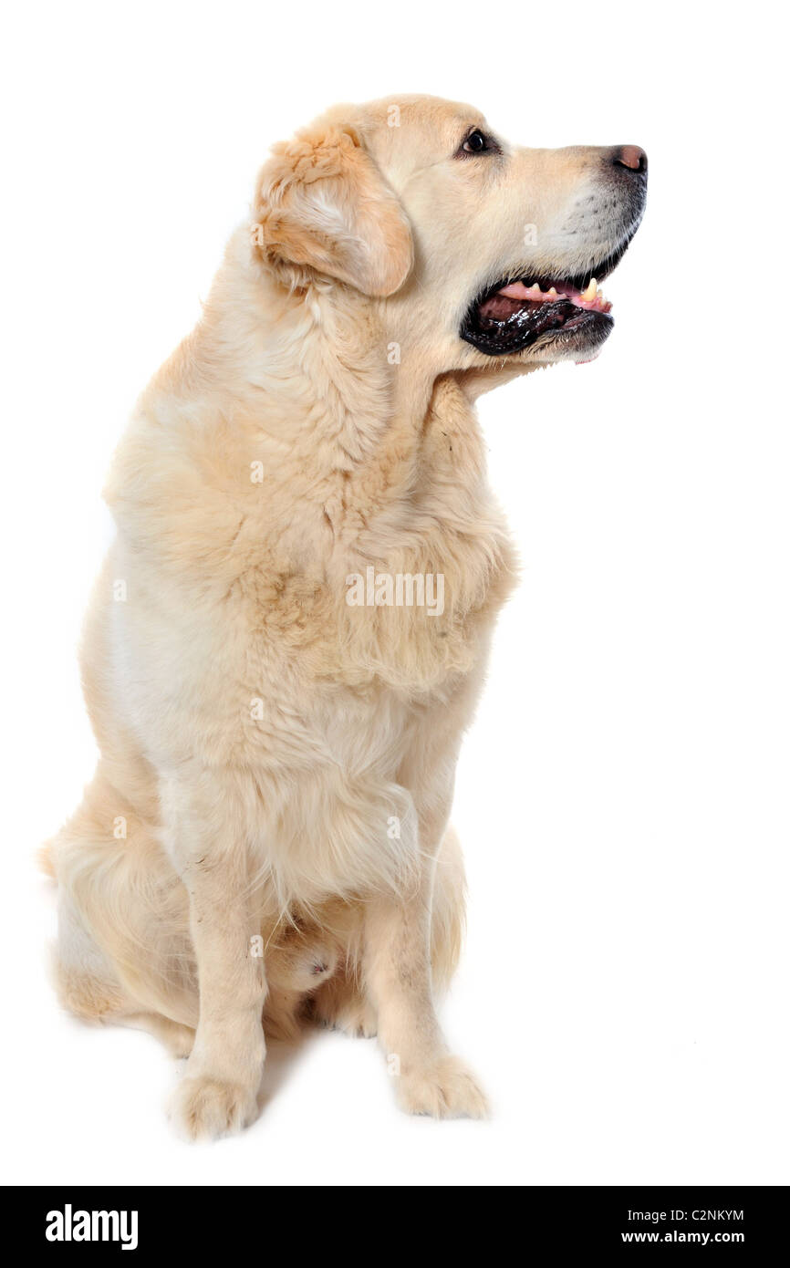 Golden retriever pure race, assis devant un fond blanc Banque D'Images Golden retriever pure race, assis devant un fond blanc Banque D'Images