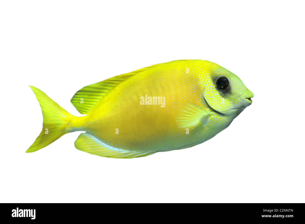 Poisson lapin corail (siganus corallinus) in front of white background Banque D'Images