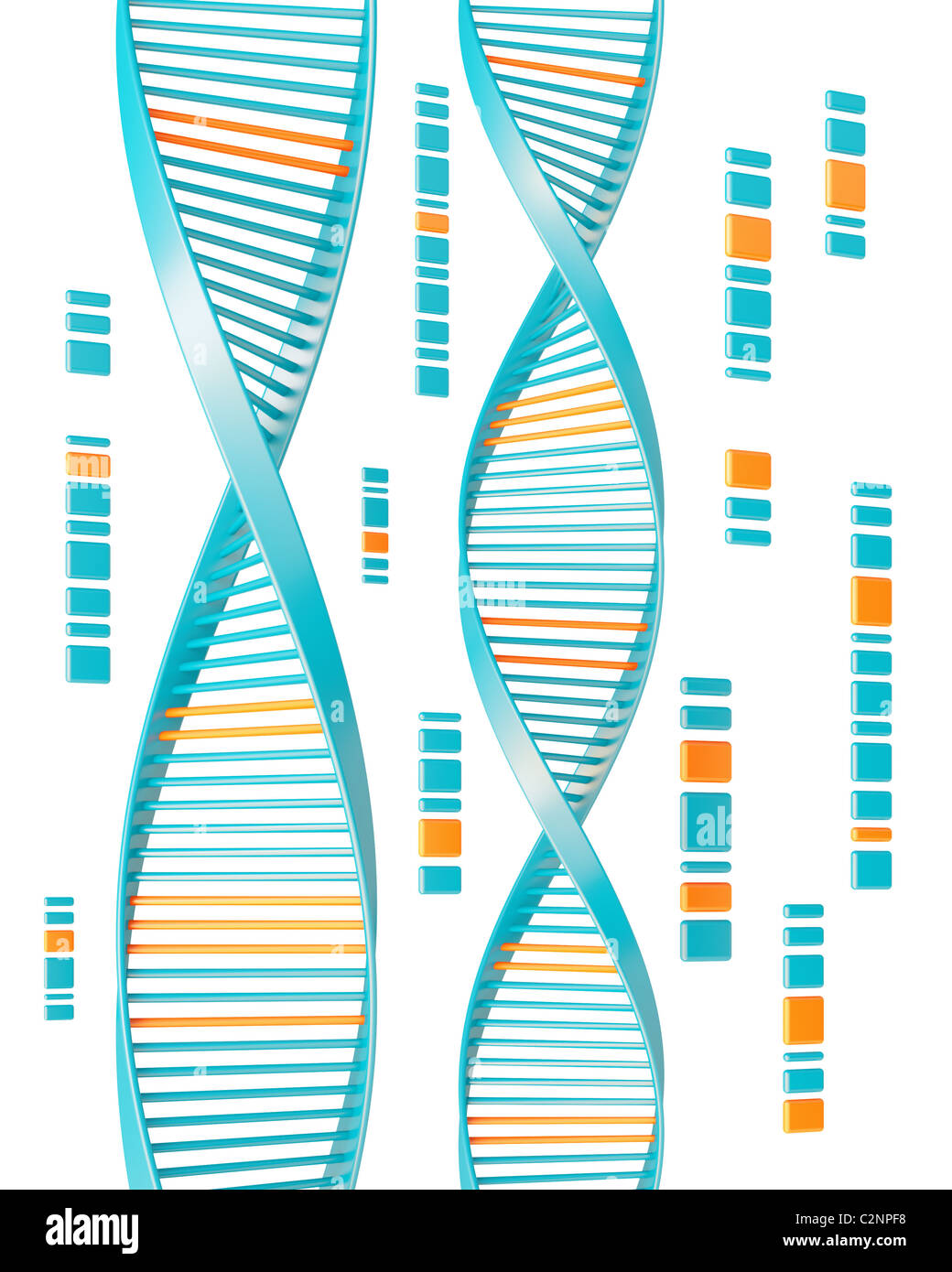 L'ADN isolé sur fond blanc Banque D'Images