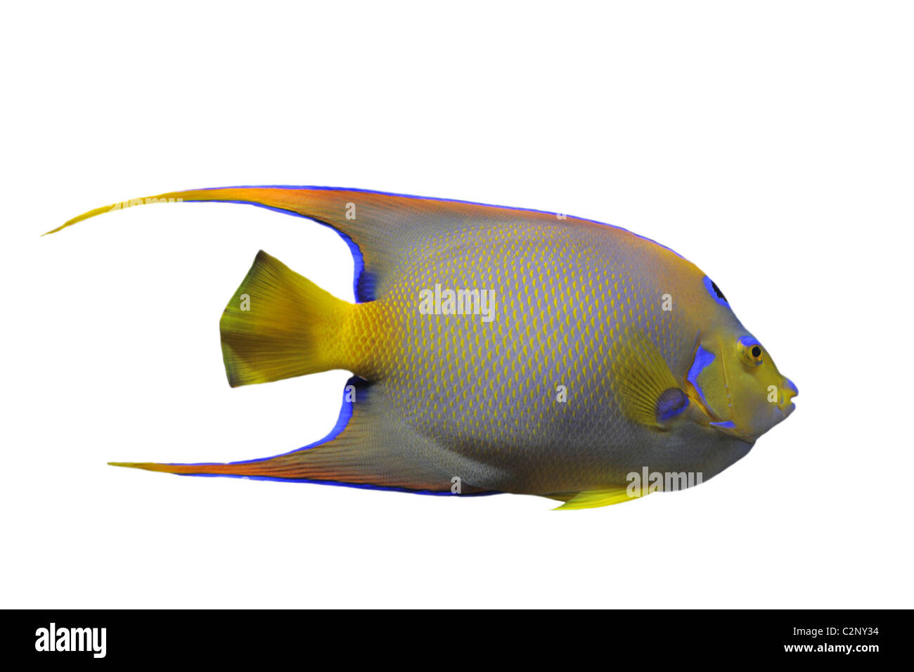 Lit Queen Angelfish (Holacanthus ciliaris) in front of white background Banque D'Images