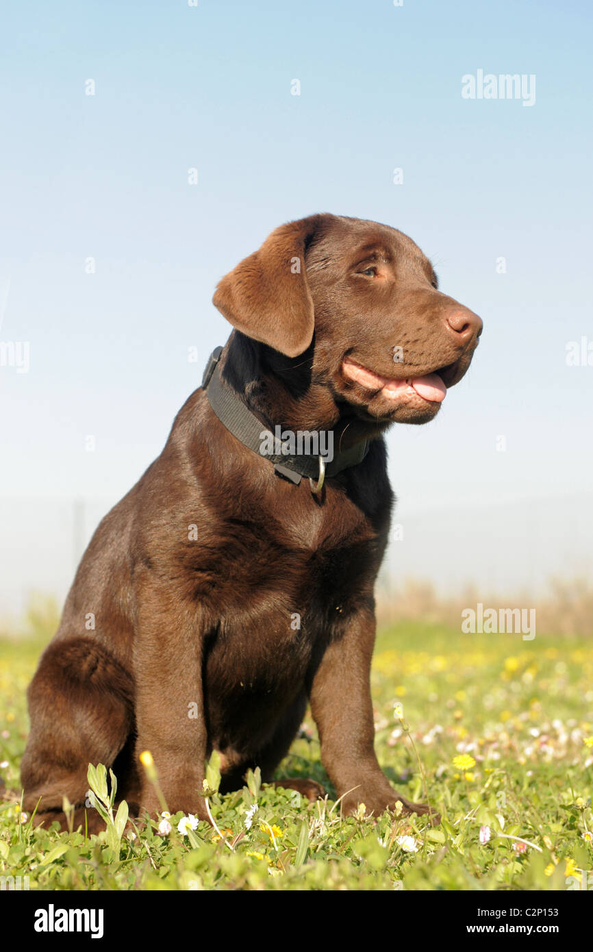 Chiot de race labrador retriever dans un champ Banque D'Images Chiot de race labrador retriever dans un champ Banque D'Images