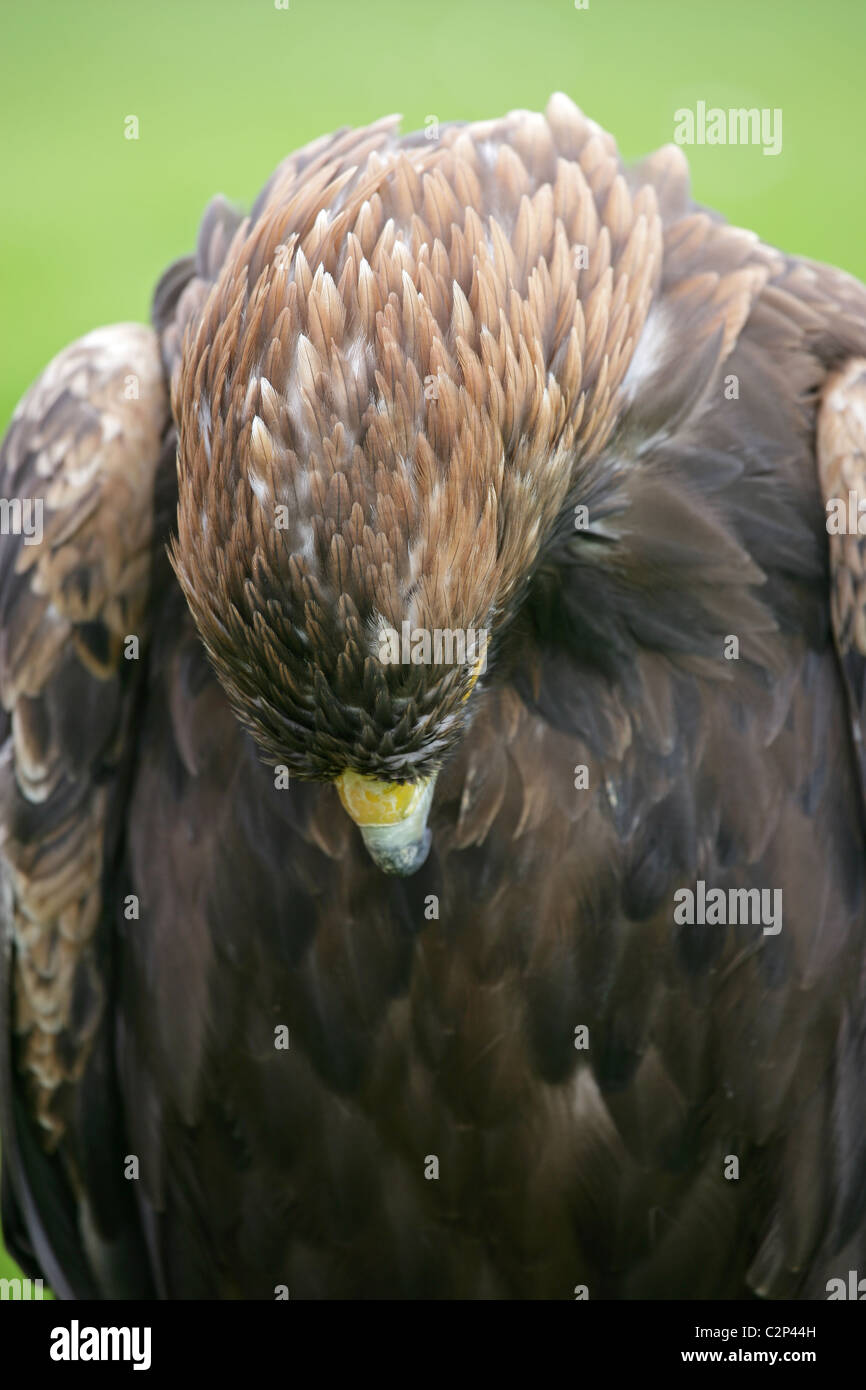 Close-up of Scottish [] [Golden Eagle Aquila chrysaetos] montrant haut de tête comme il preens ses plumes avec son bec à la poitrine Banque D'Images