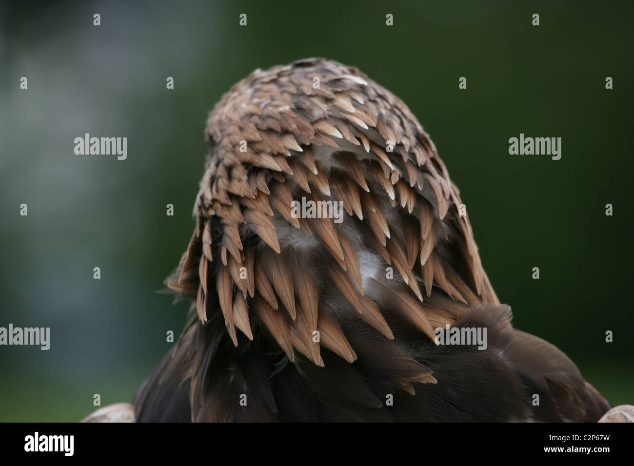 Close-up de l'arrière de la tête du Scottish [Golden Eagle Aquila chrysaetos]] [plumage montrant Banque D'Images