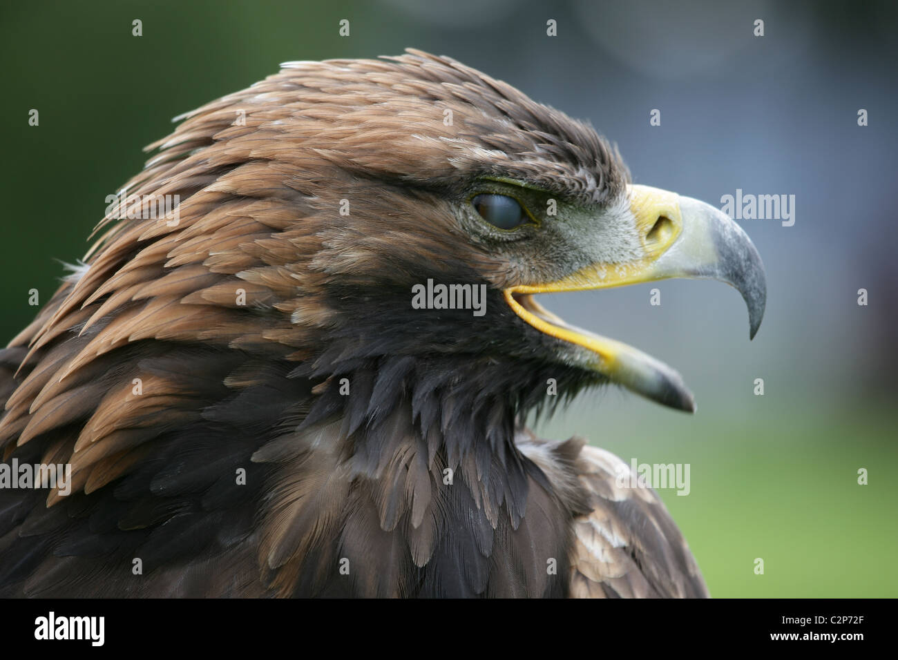Close-up of Scottish [] [Golden Eagle Aquila chrysaetos]. Vue latérale de la tête et le bec ouvert, et en partie sur la membrane nictitante eye Banque D'Images