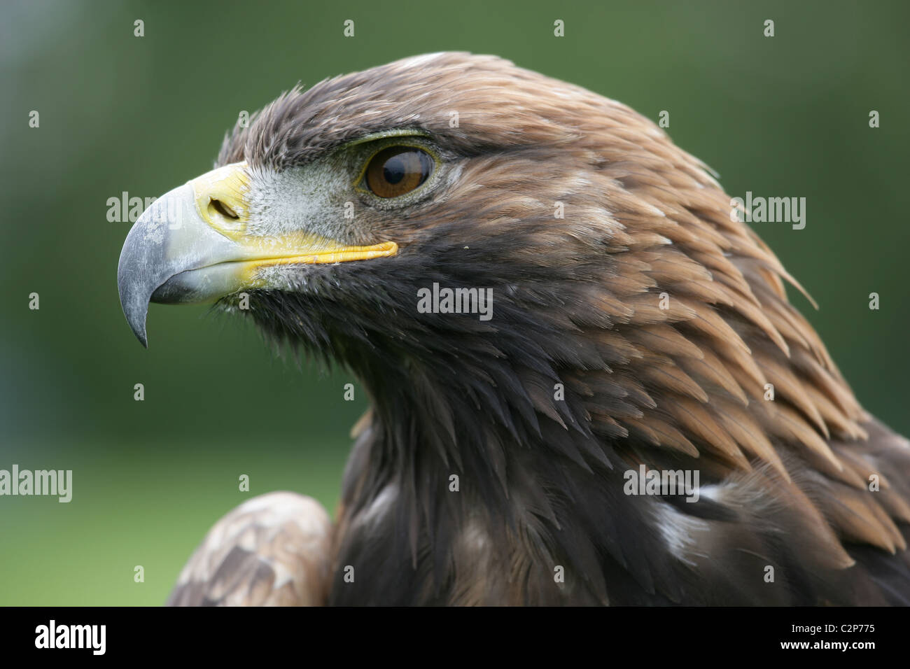 Close-up of Scottish [] [Golden Eagle Aquila chrysaetos] avec vue latérale de la tête et le bec Banque D'Images