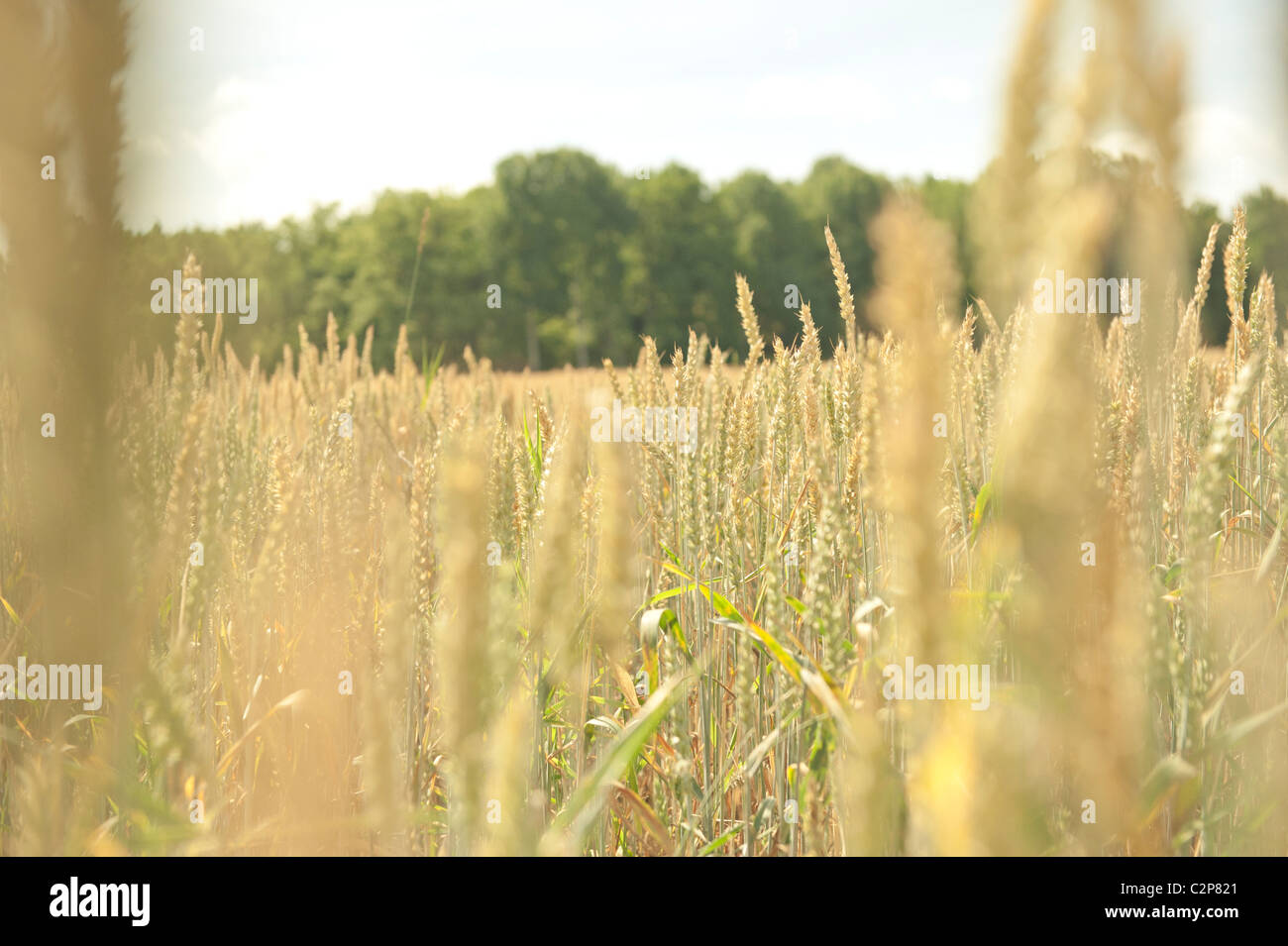 Champ de blé, la Suède Banque D'Images