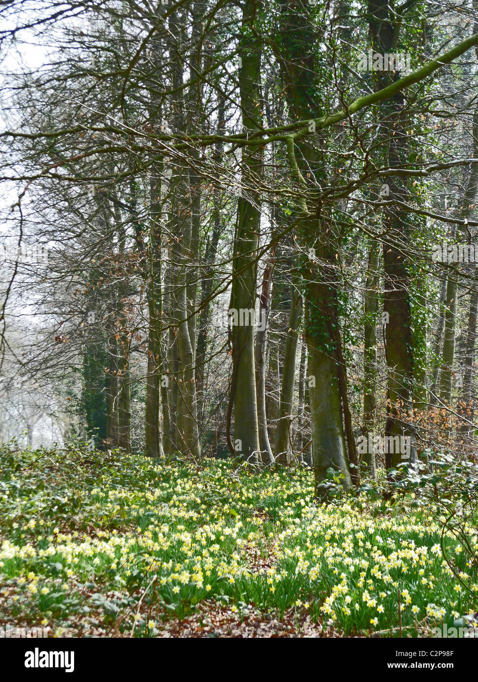 Les jonquilles sauvages en fleurs sur le bord de Dymock Woods dans le Gloucestershire Banque D'Images