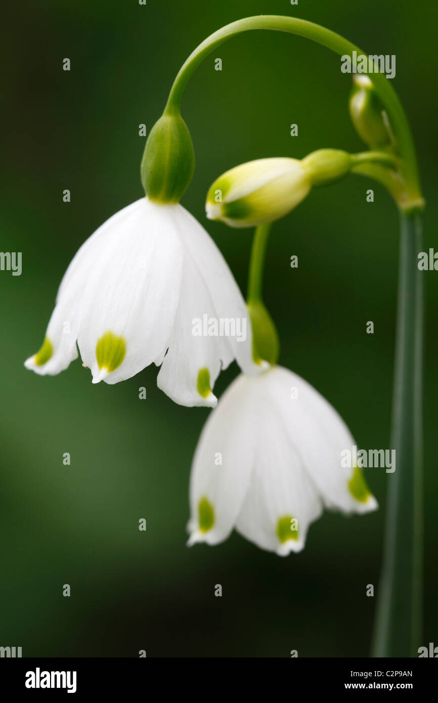 'Summer Snowflake' ou 'Loddon, Leucojum aestivum Lily', printemps flower macro Banque D'Images