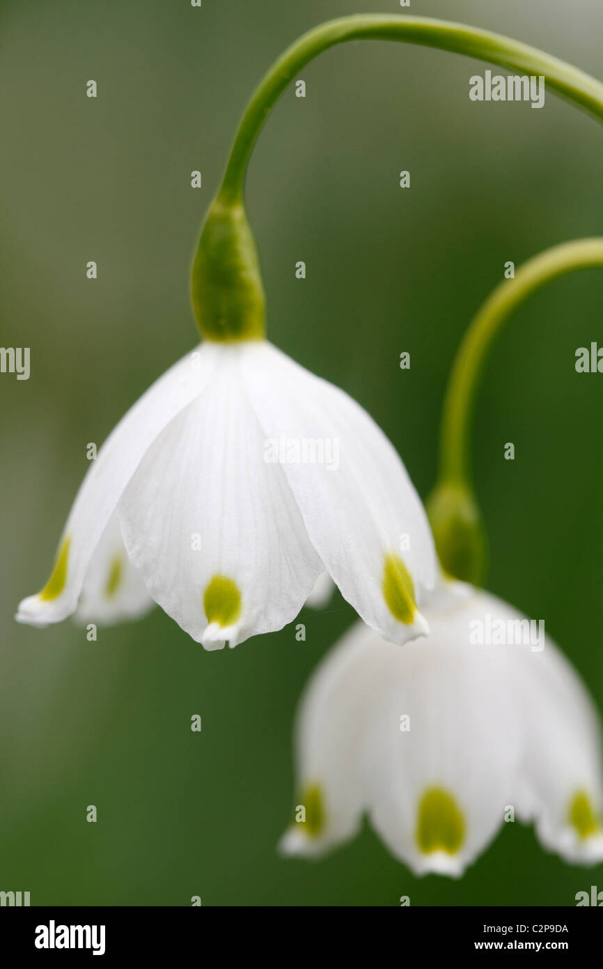 'Summer Snowflake' ou 'Loddon, Leucojum aestivum Lily', printemps flower macro Banque D'Images