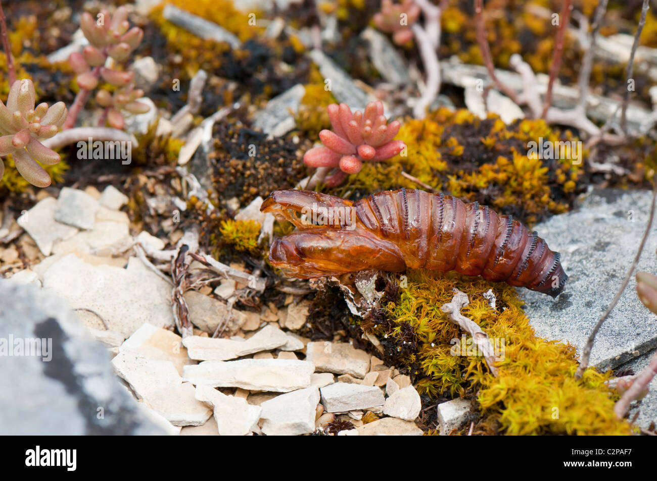 Apollofalter, Parnassius apollo, papillon Apollon (Allemagne, Bavière, Sollnhofen) - Cocoon Banque D'Images