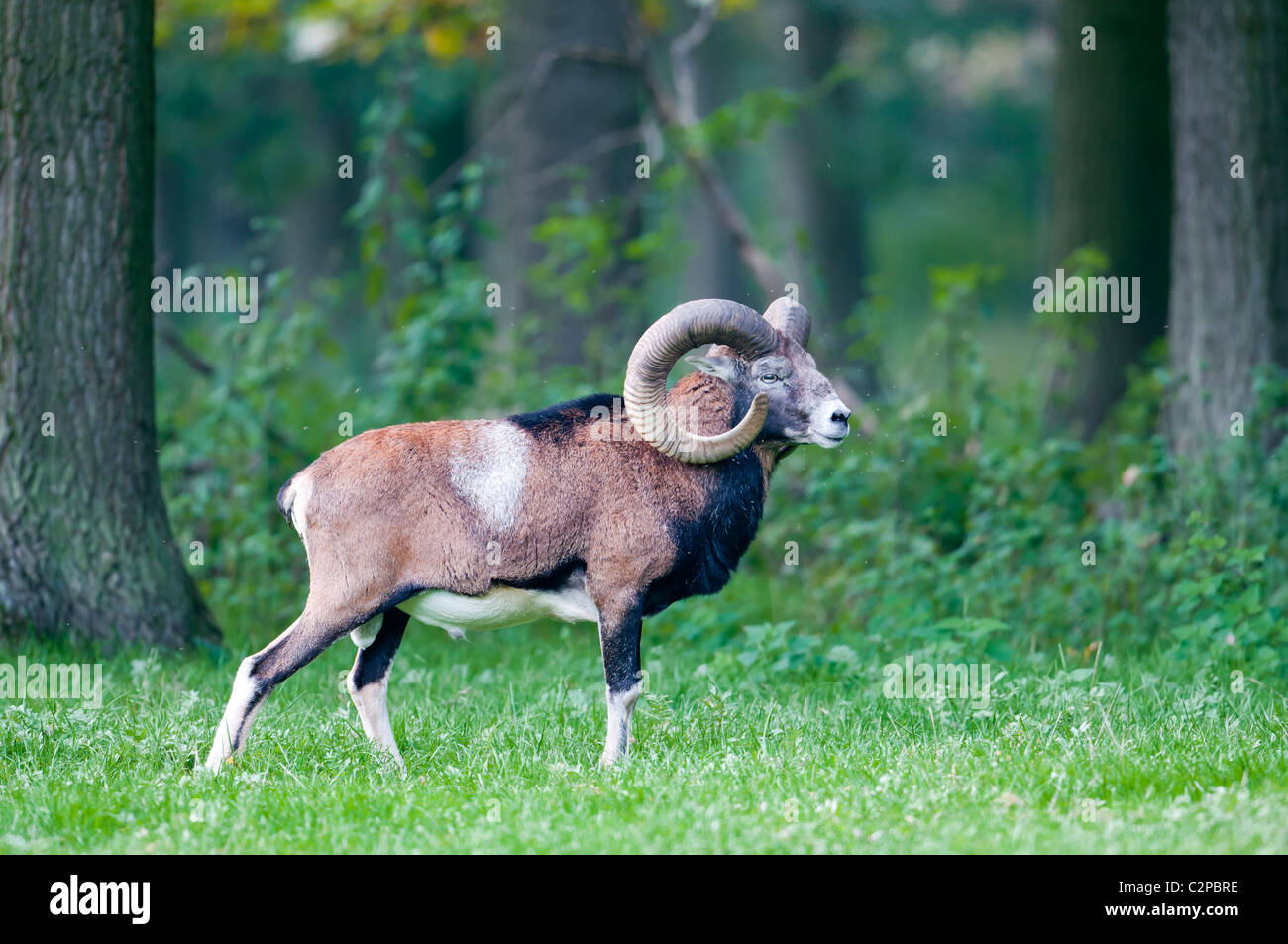 Mufflon européenne, Ovis orientalis, mouflon mâle Banque D'Images