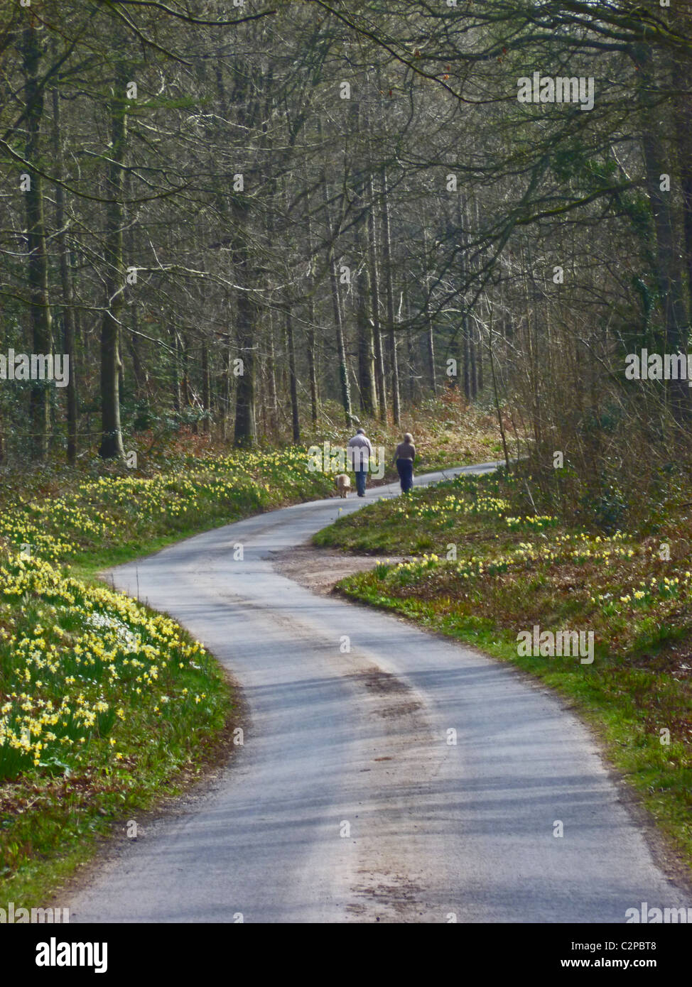 Une promenade parmi les jonquilles sauvages à Dymock Woods, Gloucestershire (Forestry Commission) Banque D'Images