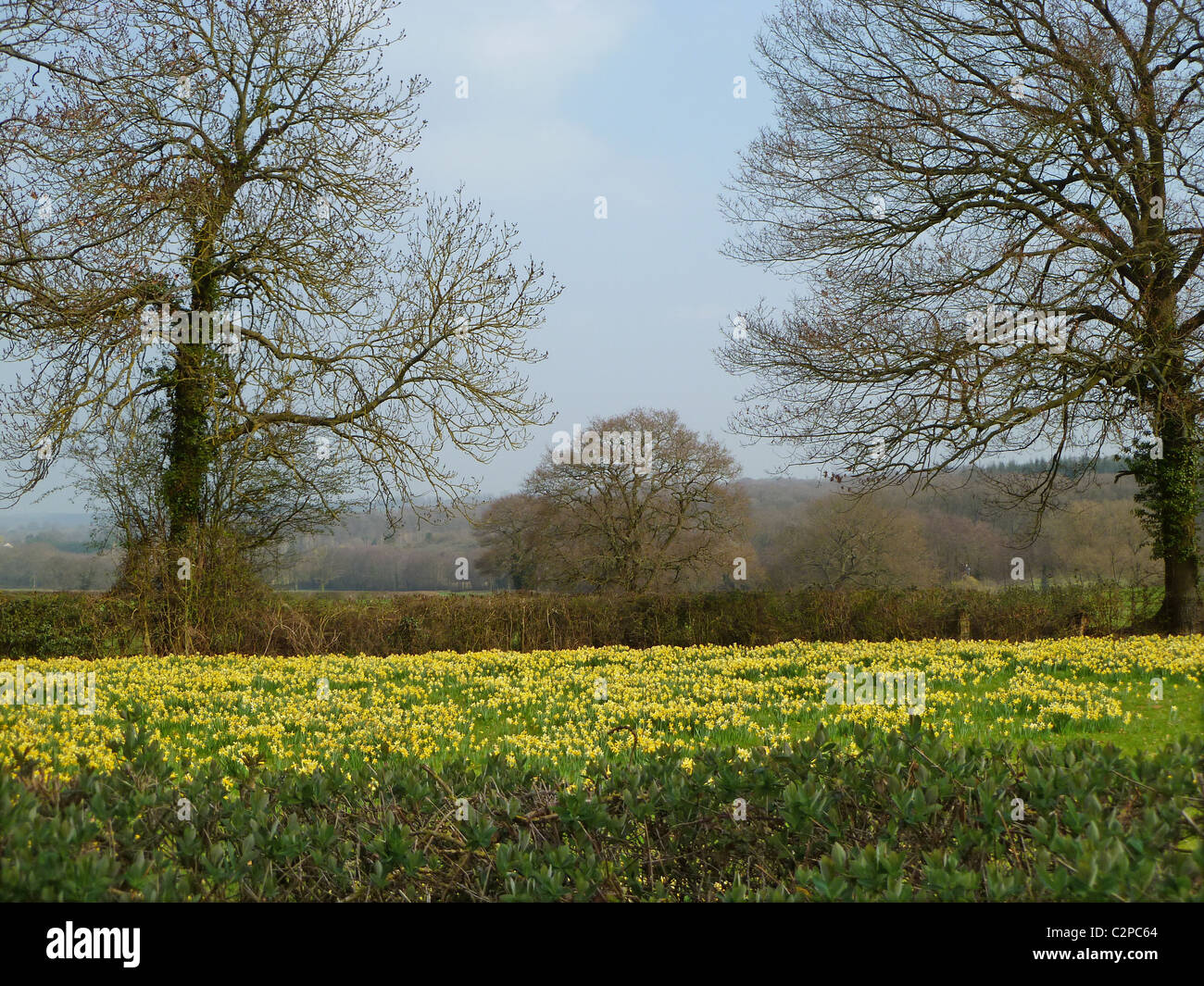 Les jonquilles sauvages en fleur dans un champ à Kempley, Gloucestershire Banque D'Images