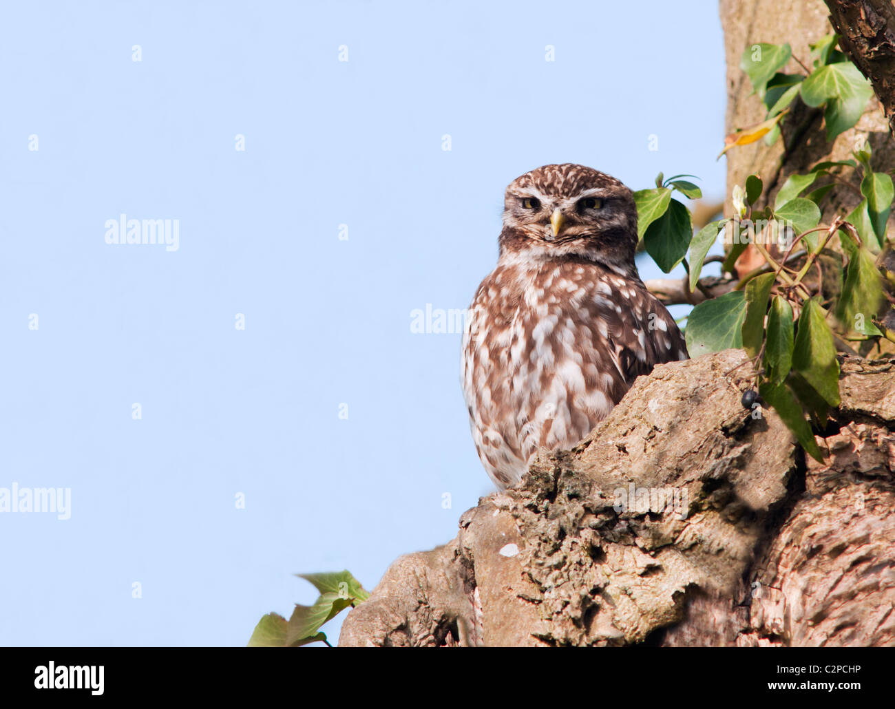 Chouette chevêche (Athene noctua) perché à Oak tree Banque D'Images