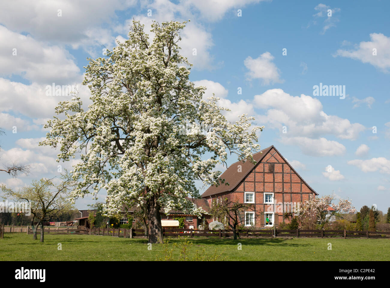 Ferme en Westphalie avec un arbre fleurissant Westfälischer Bauernhof im Frühling Banque D'Images