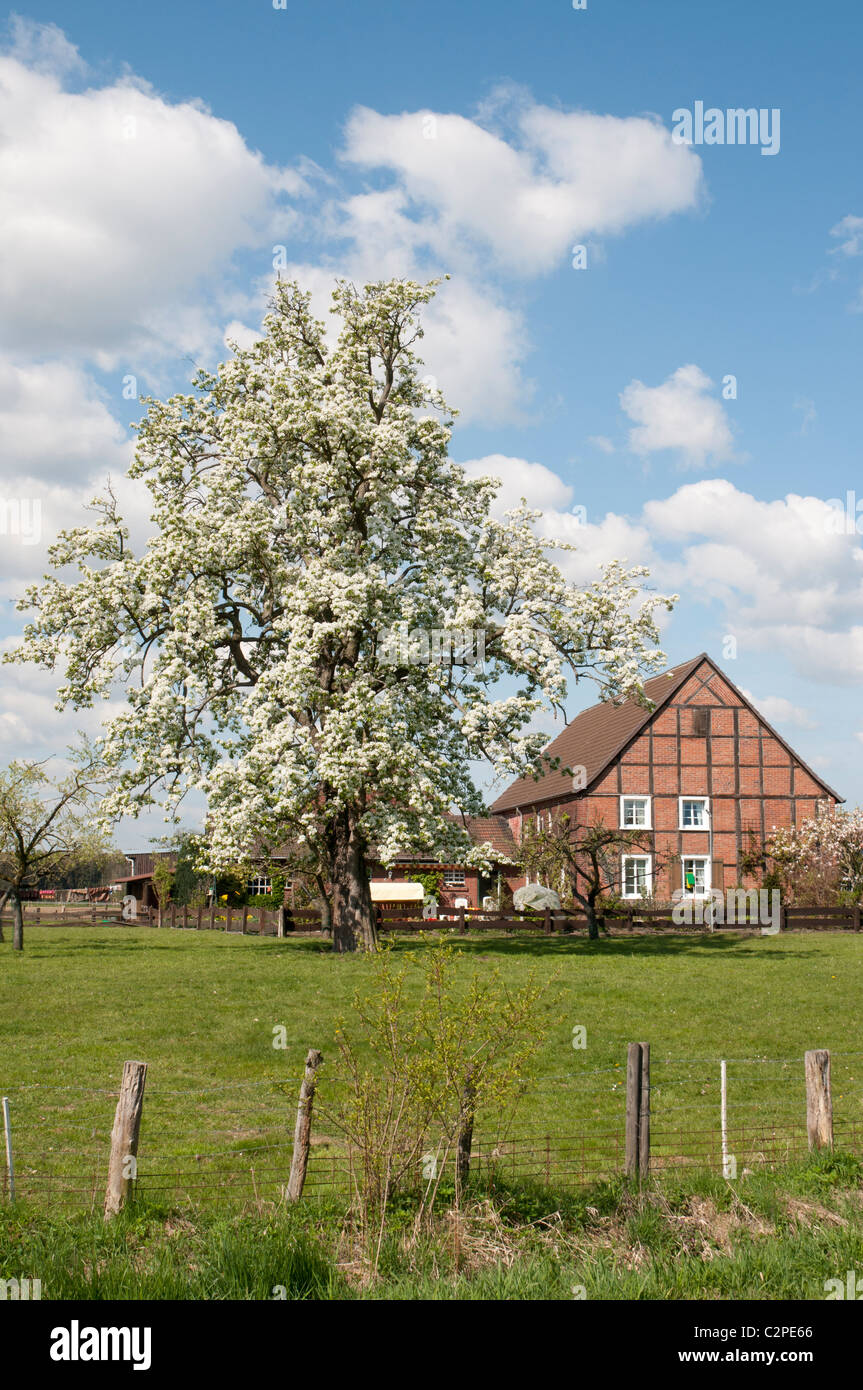 Ferme westphalienne avec un arbre fleurissant Westfälischer Bauernhof im Frühling Banque D'Images